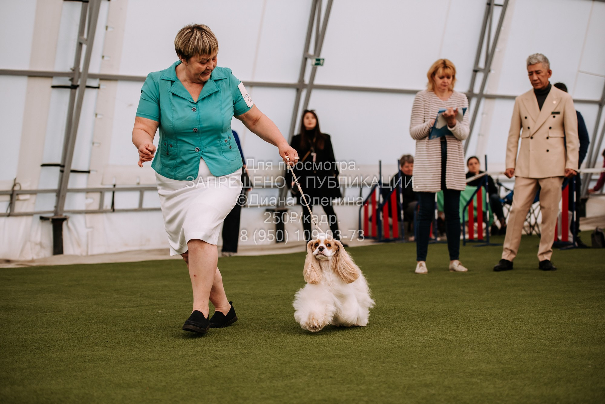 Выставка собак Красноярск 2.06. Фотограф Диана Оленина Красноярск / Братск