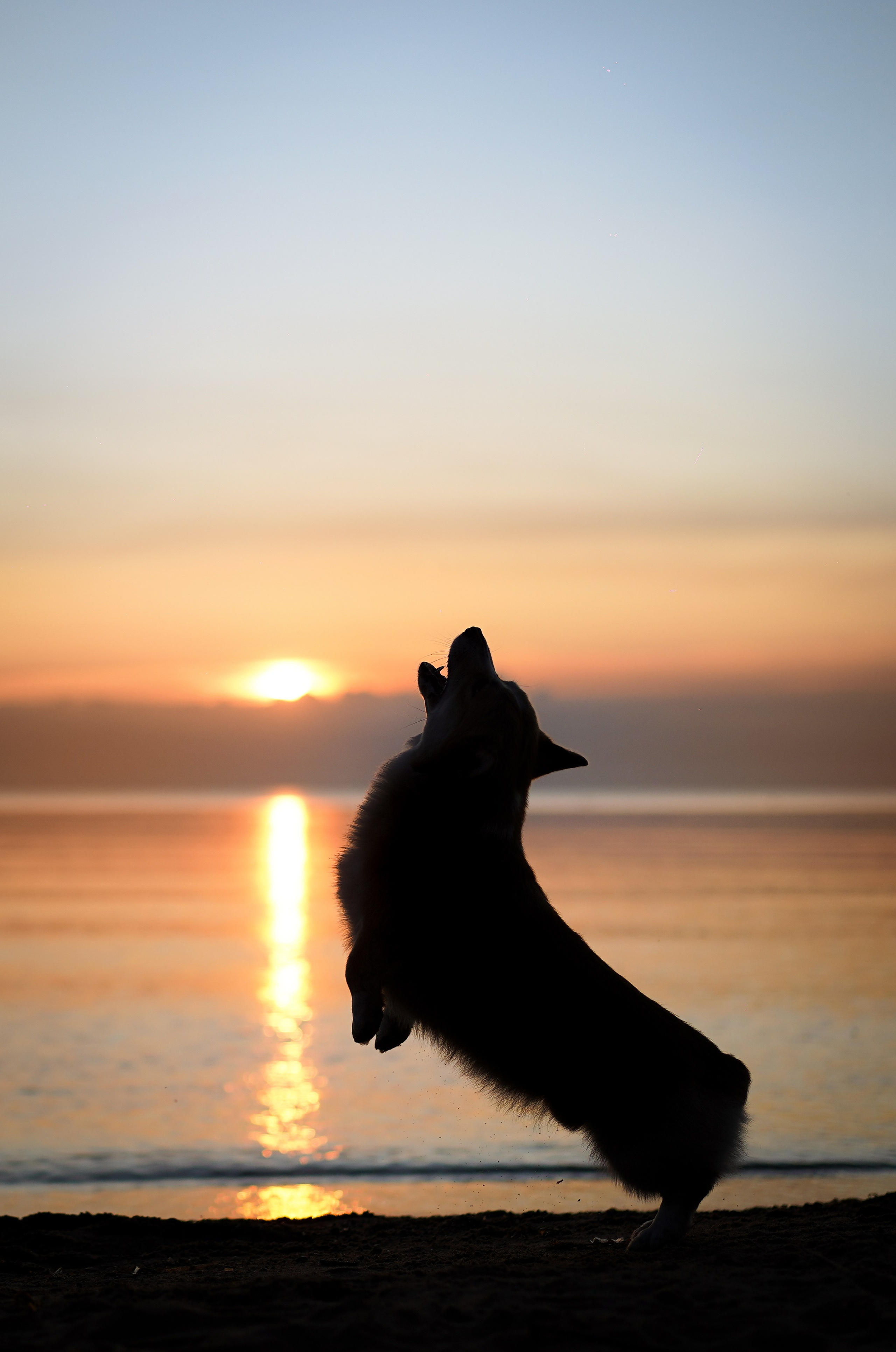 Таня и Оливер. Фотограф-анималист в Санкт-Петербурге Яна Мартынова