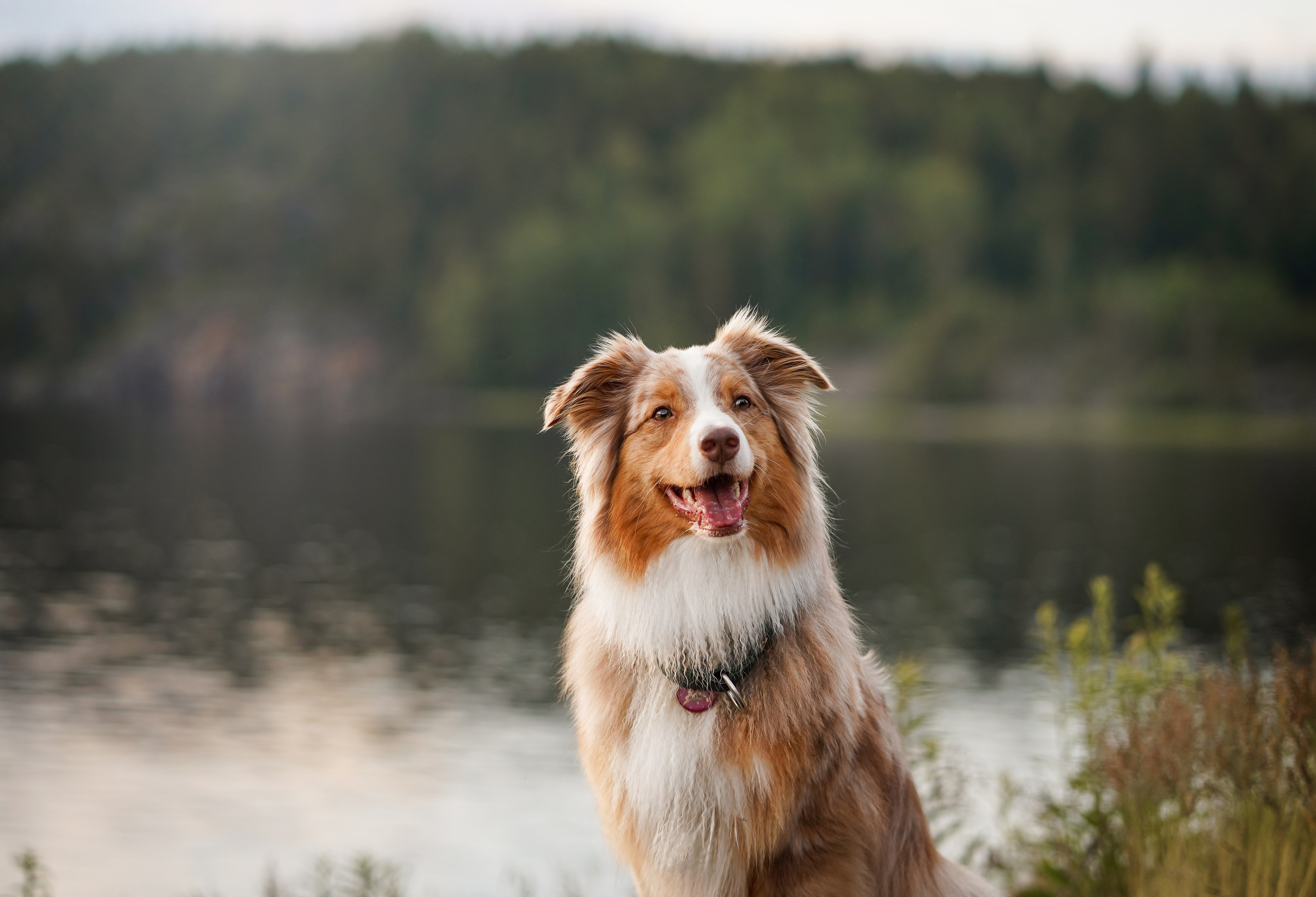 Карелия. Фотограф-анималист в Санкт-Петербурге Яна Мартынова