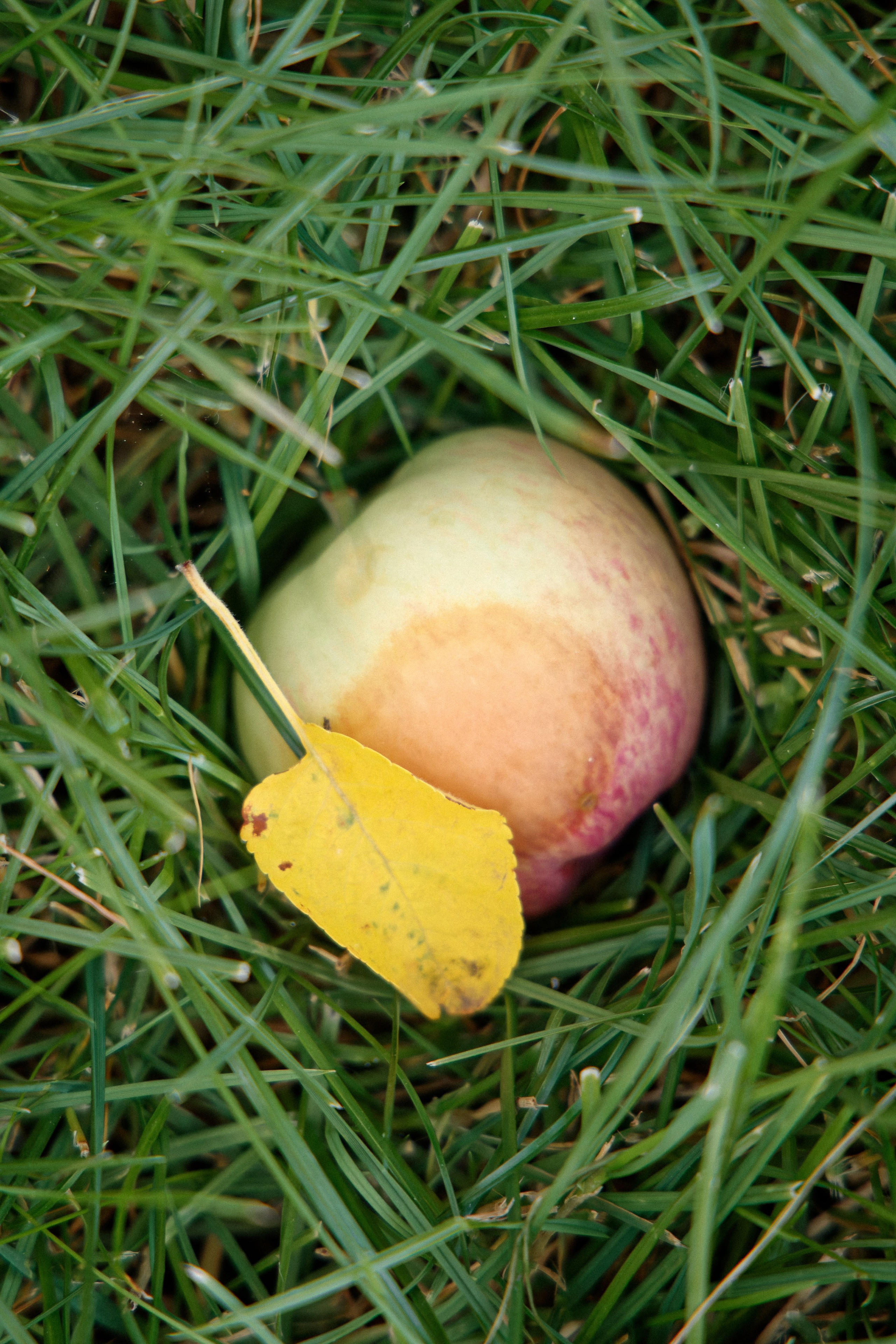 Семья Даниловых. Семейный фотограф — Макс Белогрудов