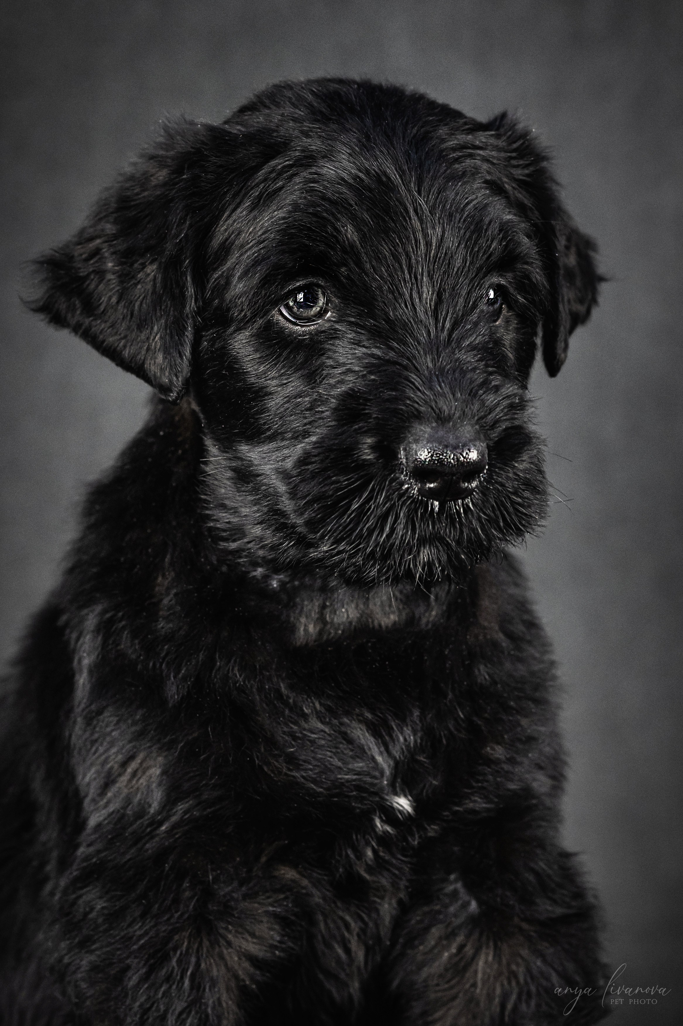 РЧТ. Фотограф анималист Аня Ливанова | Рыбинск