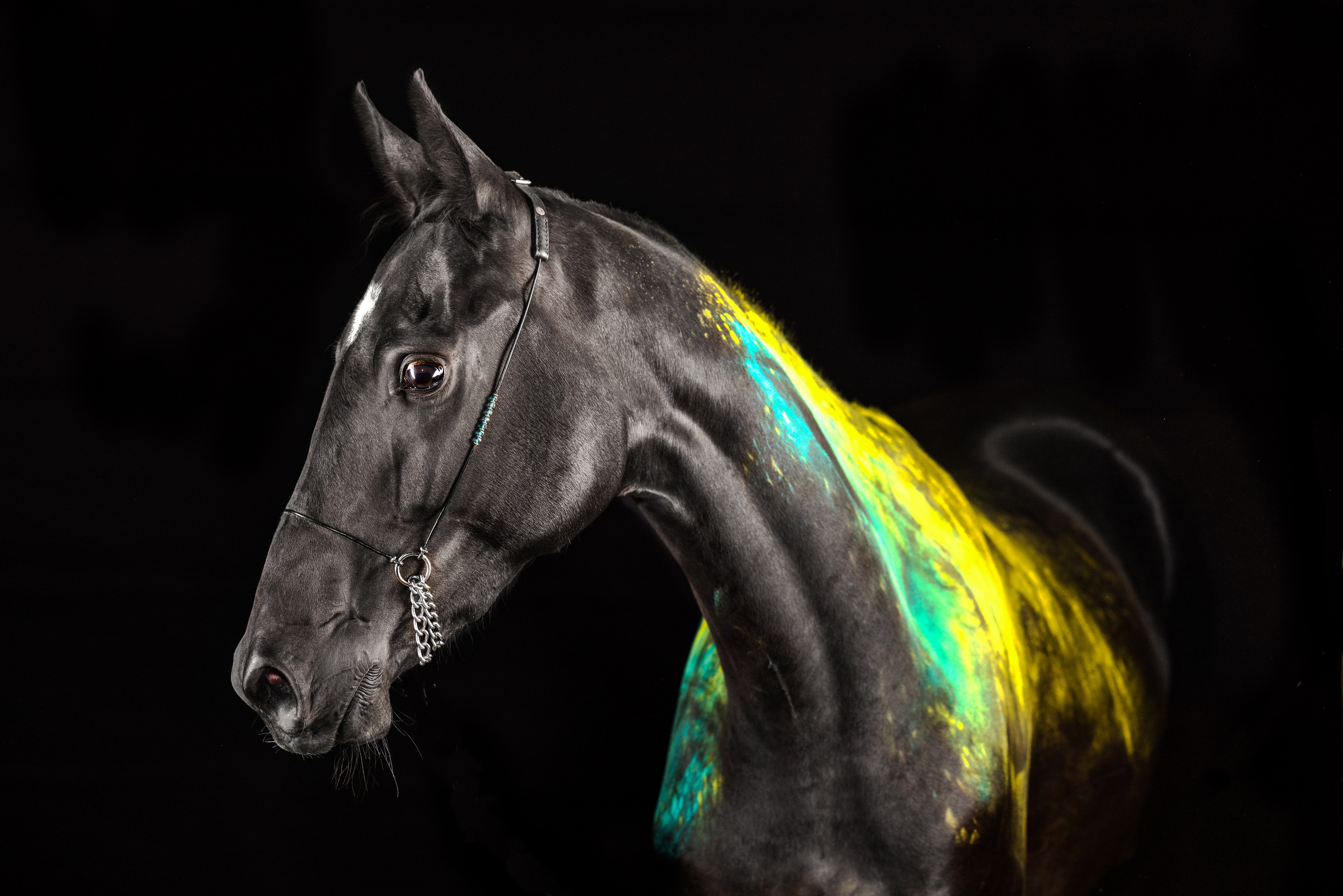 Конные фотосессии с использованием студийного оборудования. Mrs.Aquarelia Конный фотограф Марианна Леонтьева