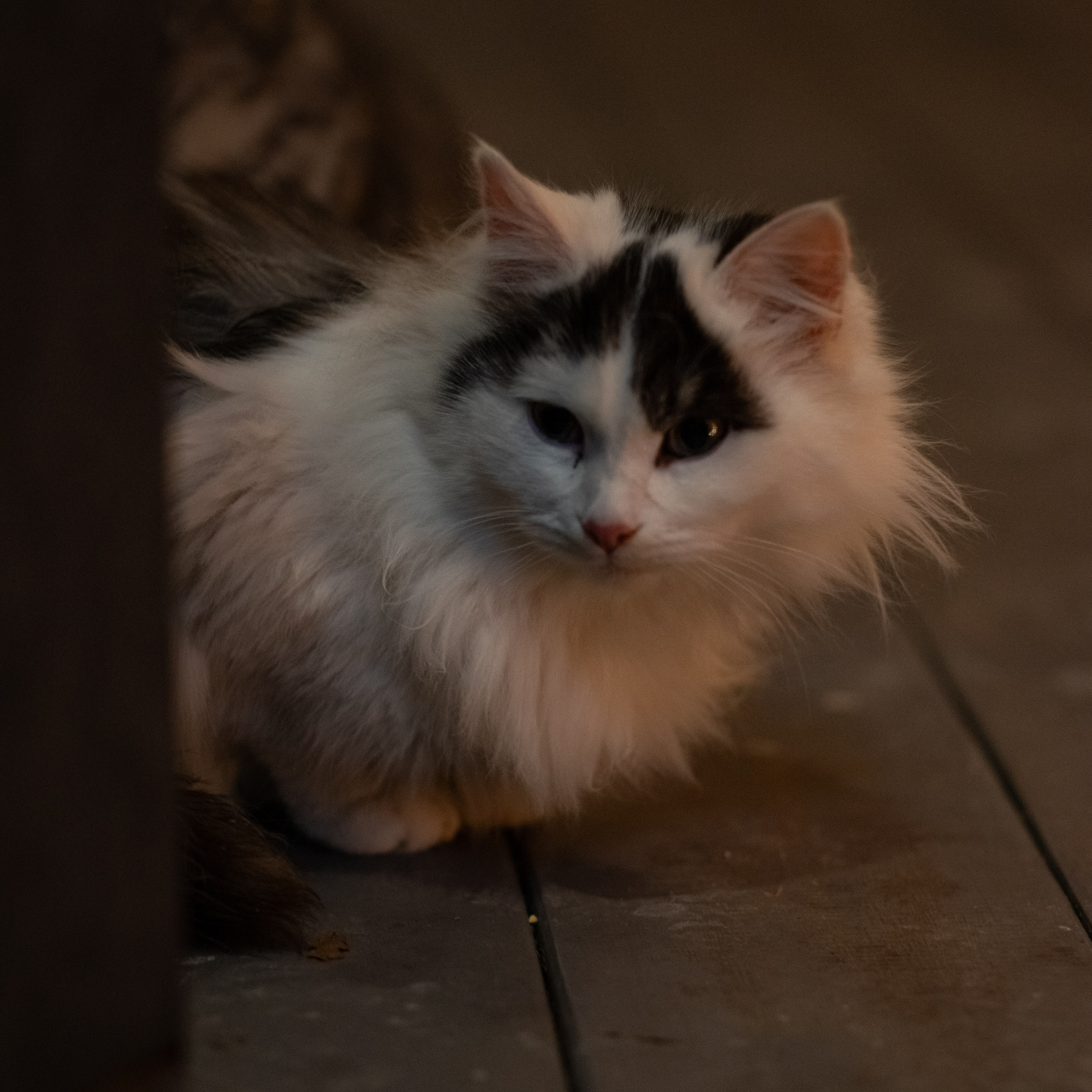 Примеры фотографий SMC Pentax 67 105mm f2.4 через переходник на Sony A7