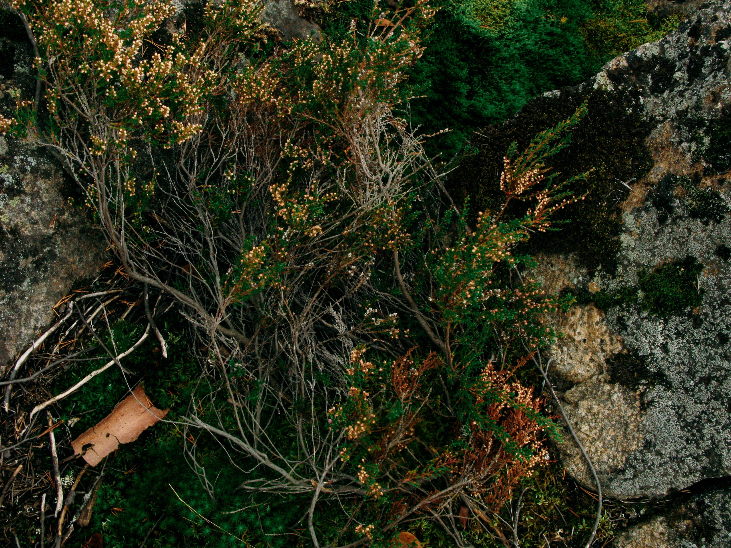 Karelia. Shyjungle's Portfolio