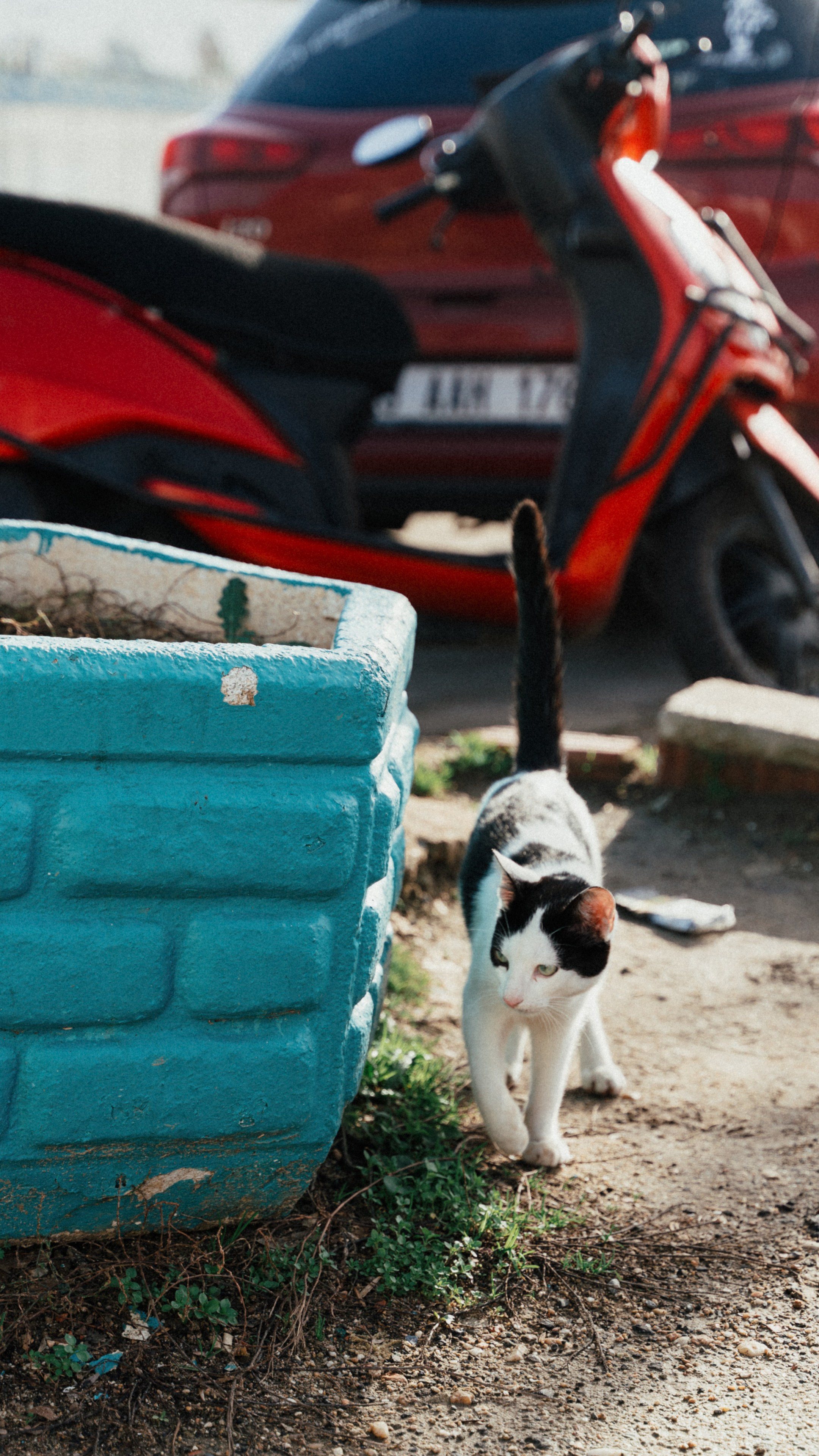 Кошки. Фотографии Дмитрия Захаренко