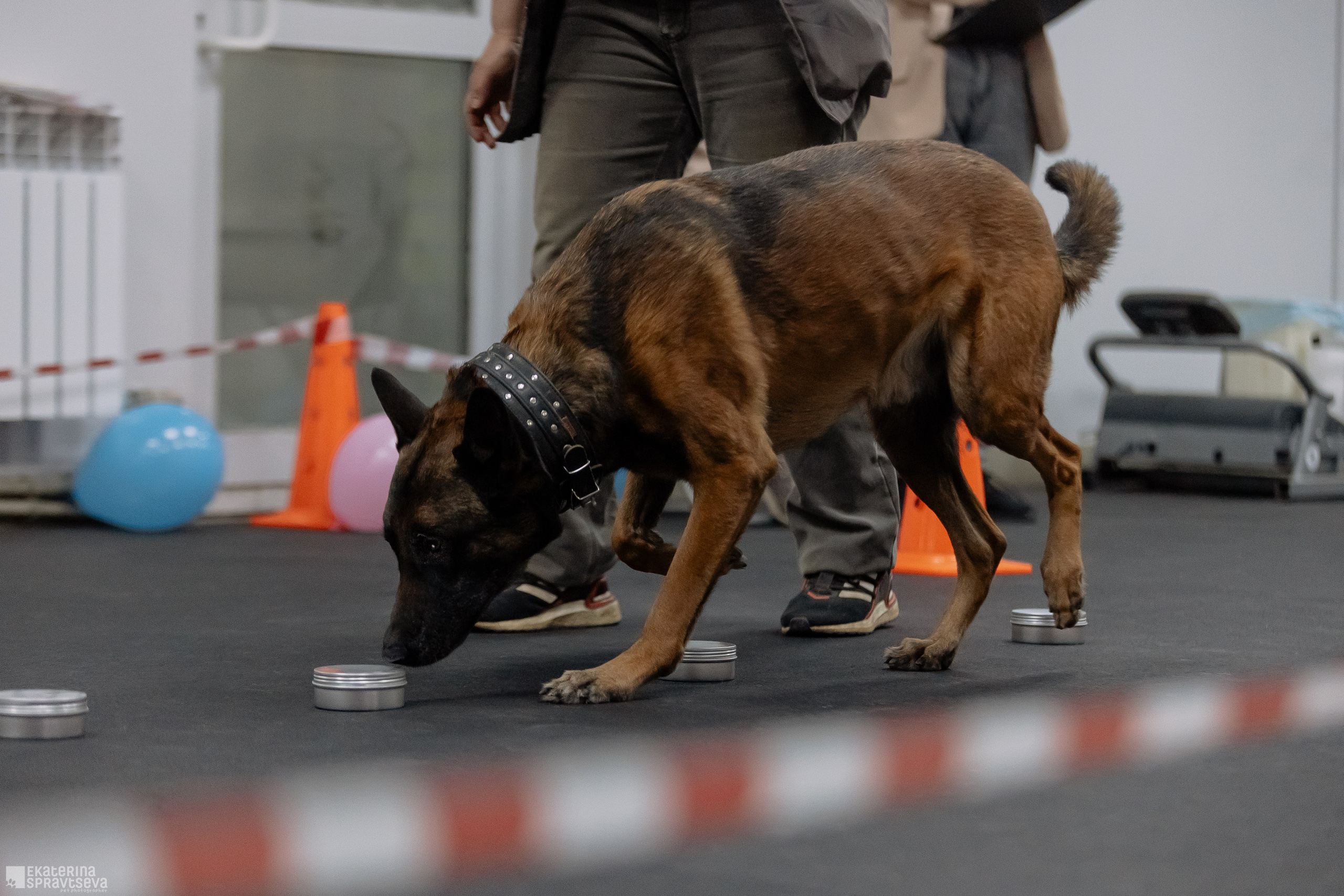 Праздник NoseWork. Фотограф Анималист Екатерина Справцева в Нижнем Новгороде