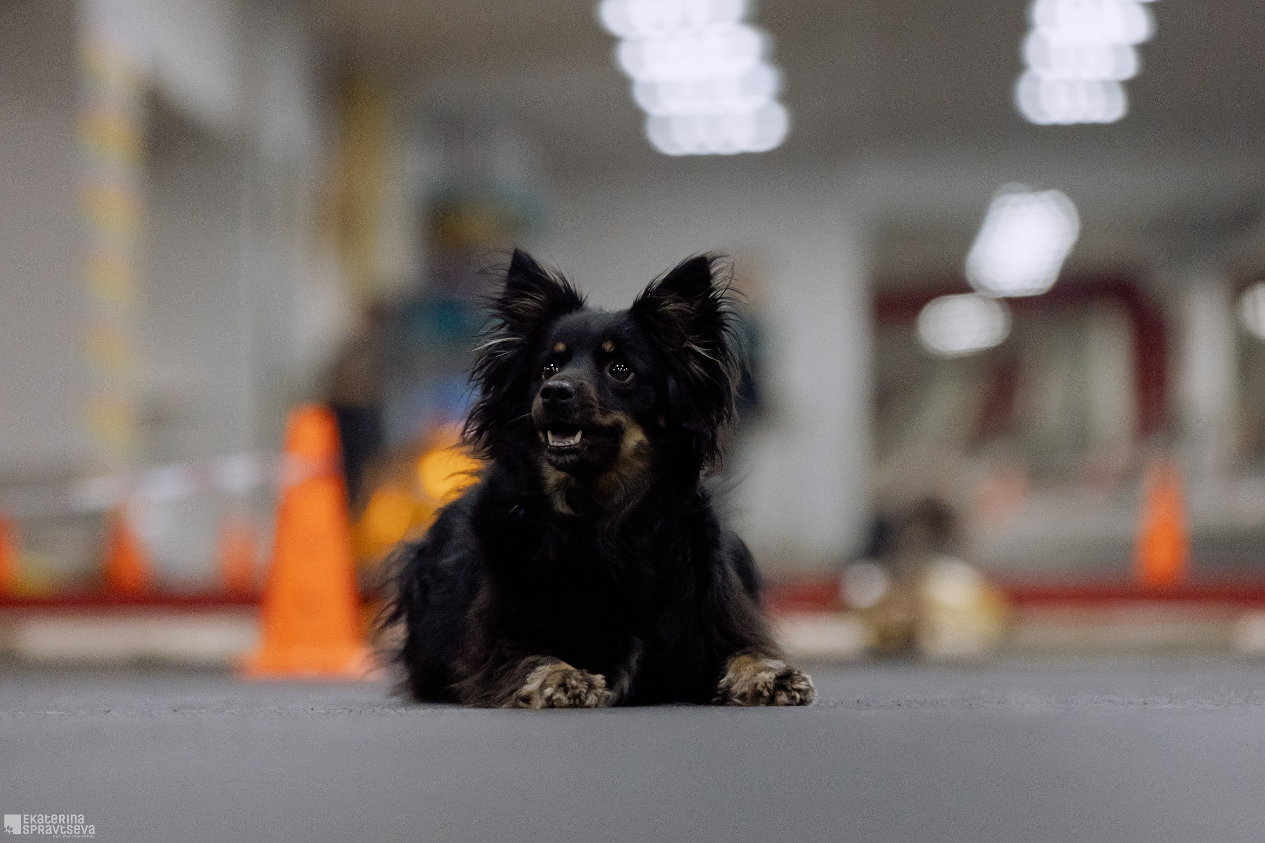 Праздник NoseWork. Фотограф Анималист Екатерина Справцева в Нижнем Новгороде