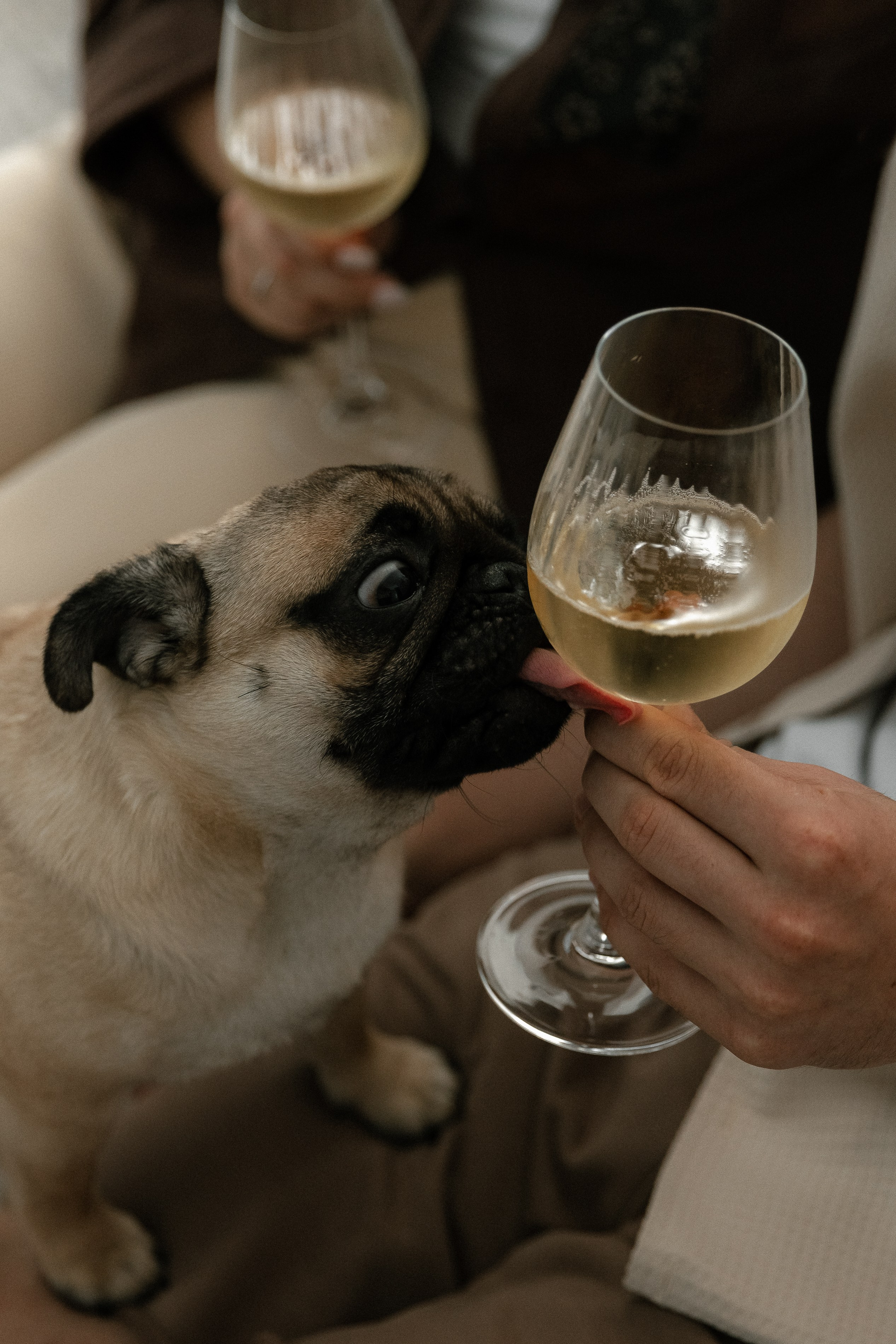 Мы и Федя. Свадебный фотограф Ярославль, Рыбинск