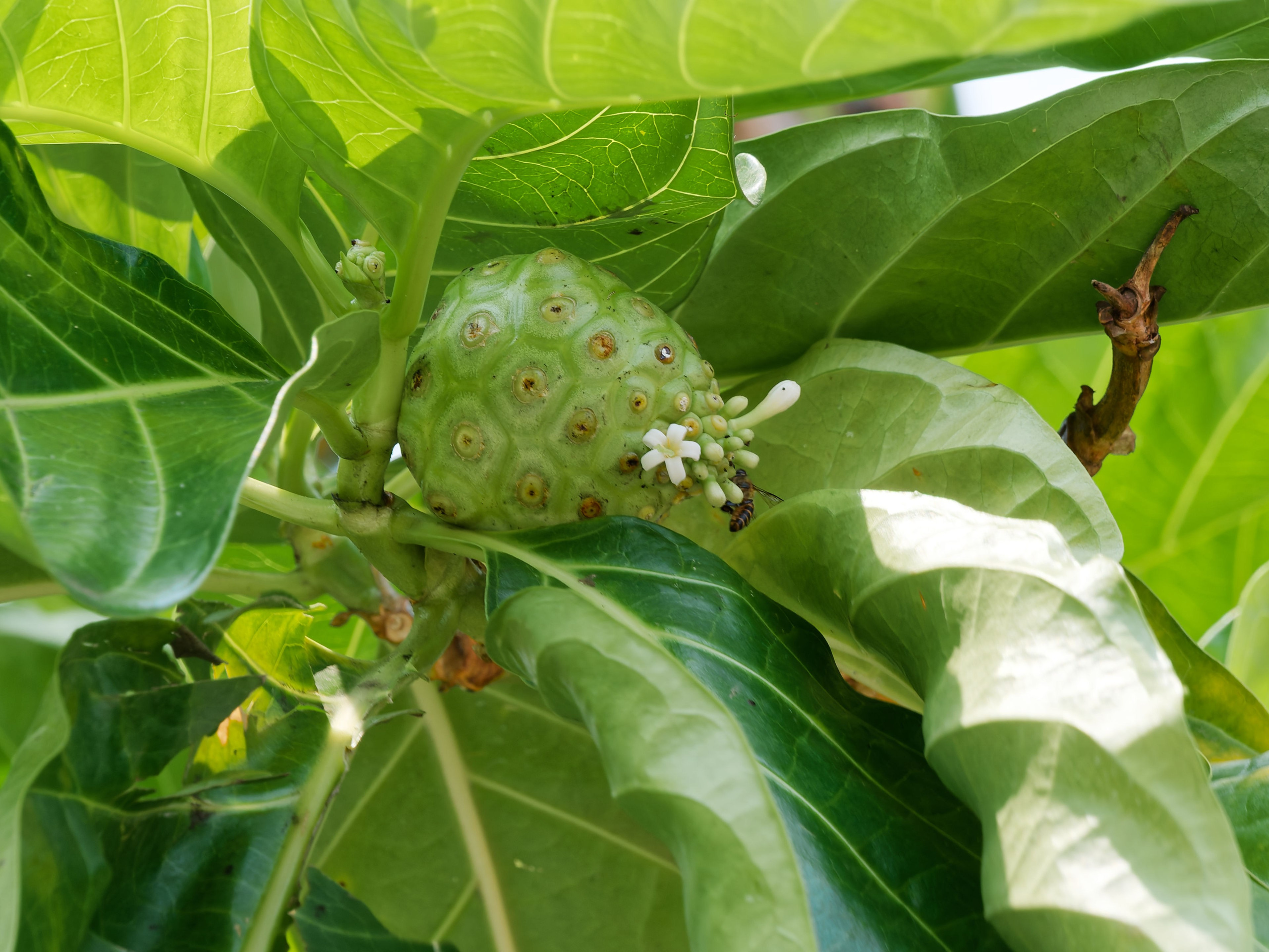 Хайнань 2026, Центр буддизма Наньшань на Хайнане. Фотопрогулки по Миру