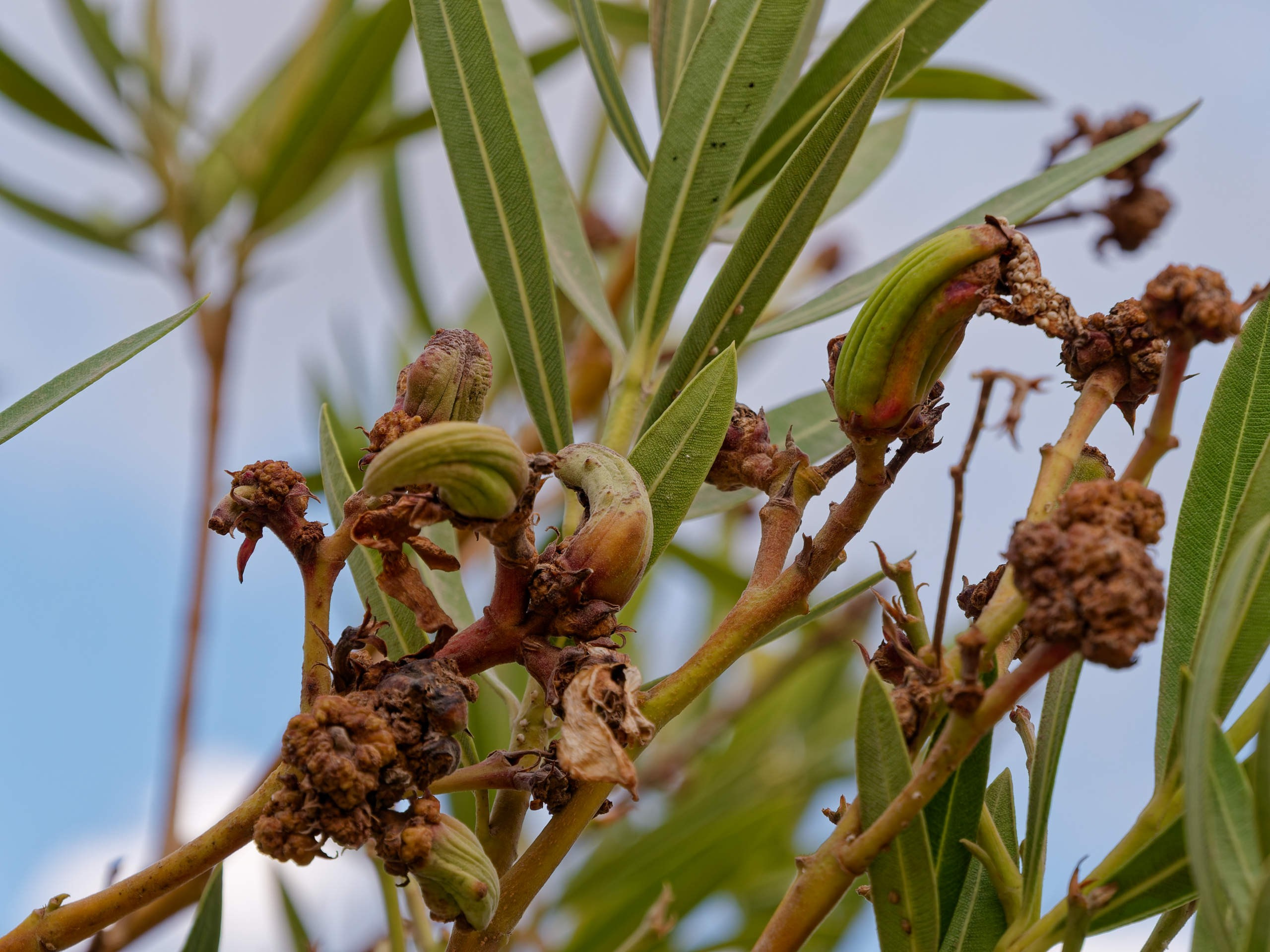 Алания 2025, природа. Избранные фотографии