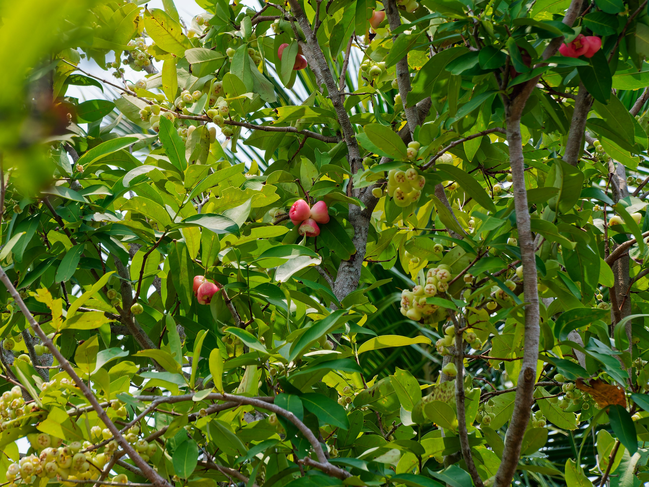 Хайнань 2026, отель «Stony Brook Villa Jianguo Resort Sanya 4*». Фотопрогулки по Миру