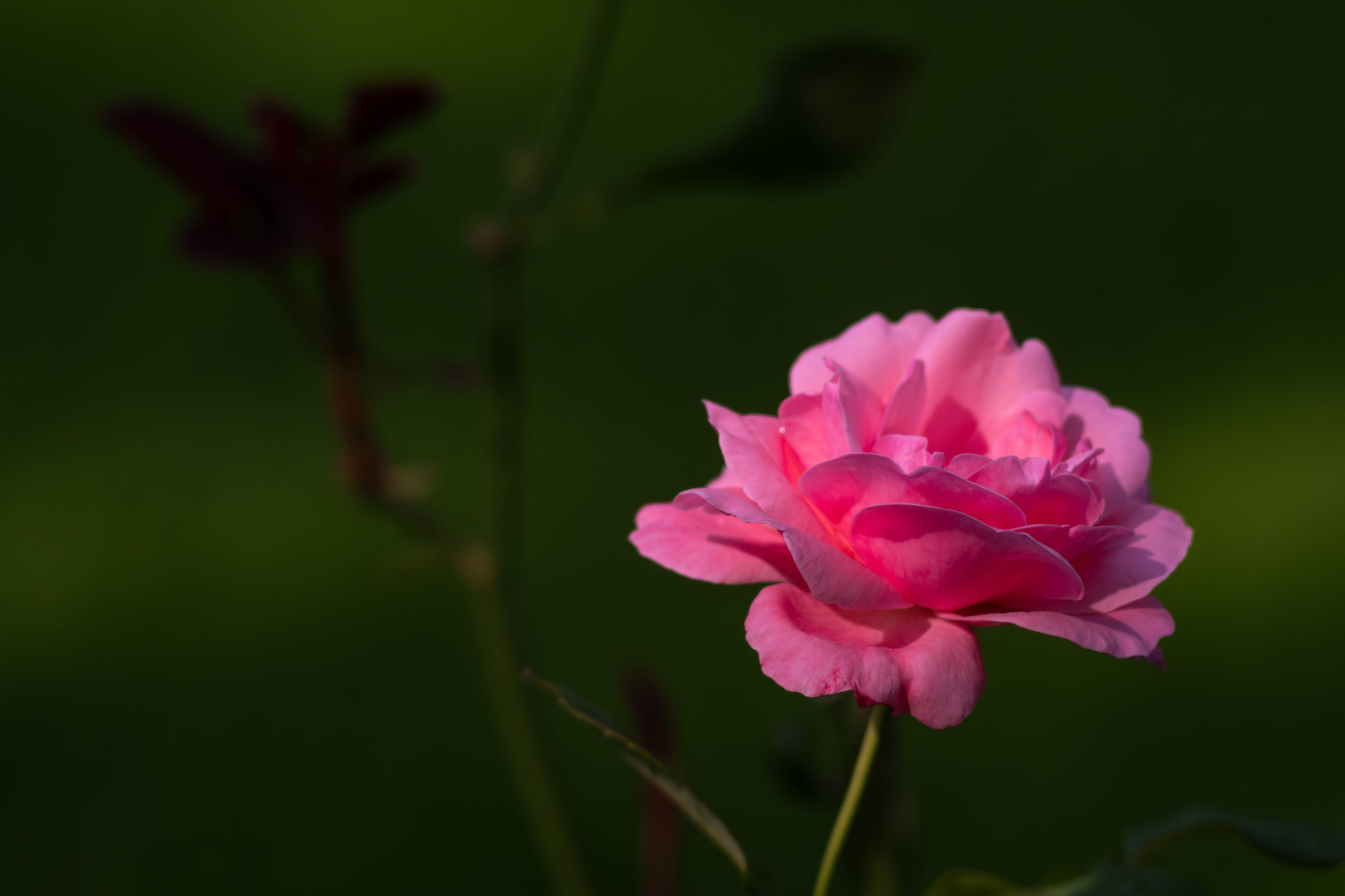 Цветы. Светофография