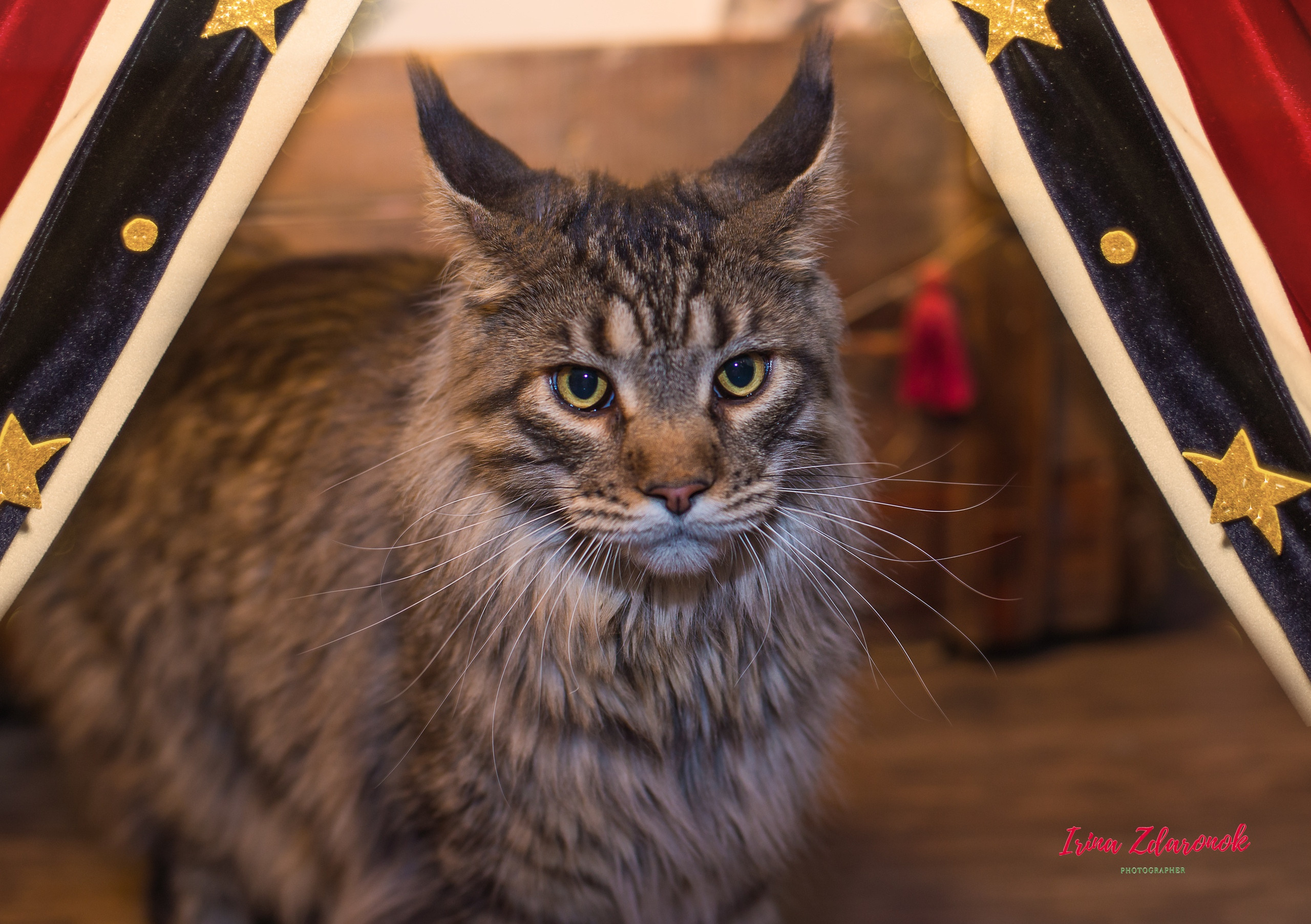 Фотопроект Цирк. ZDARONOKIA Репортажный фотограф