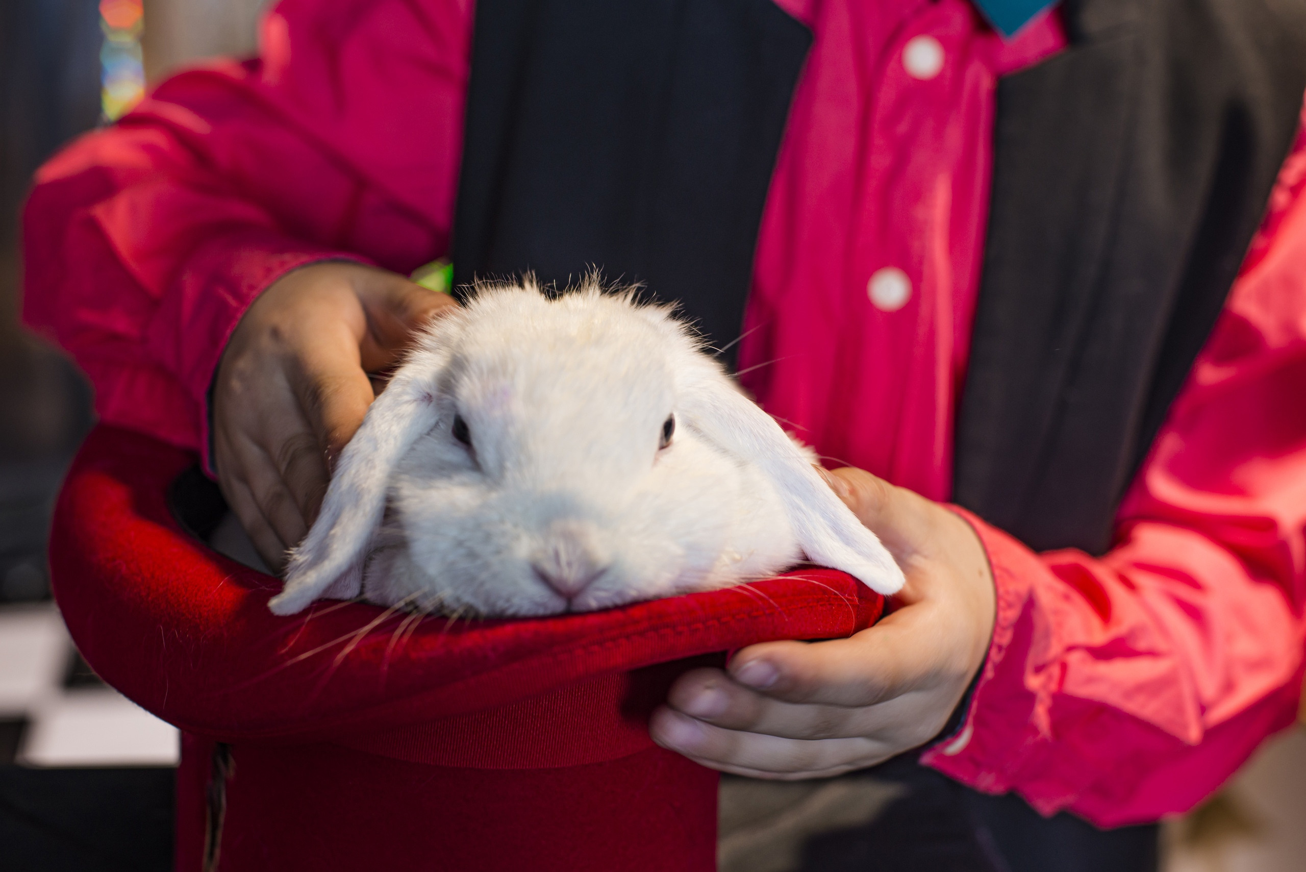 Фотопроект Цирк. ZDARONOKIA Репортажный фотограф