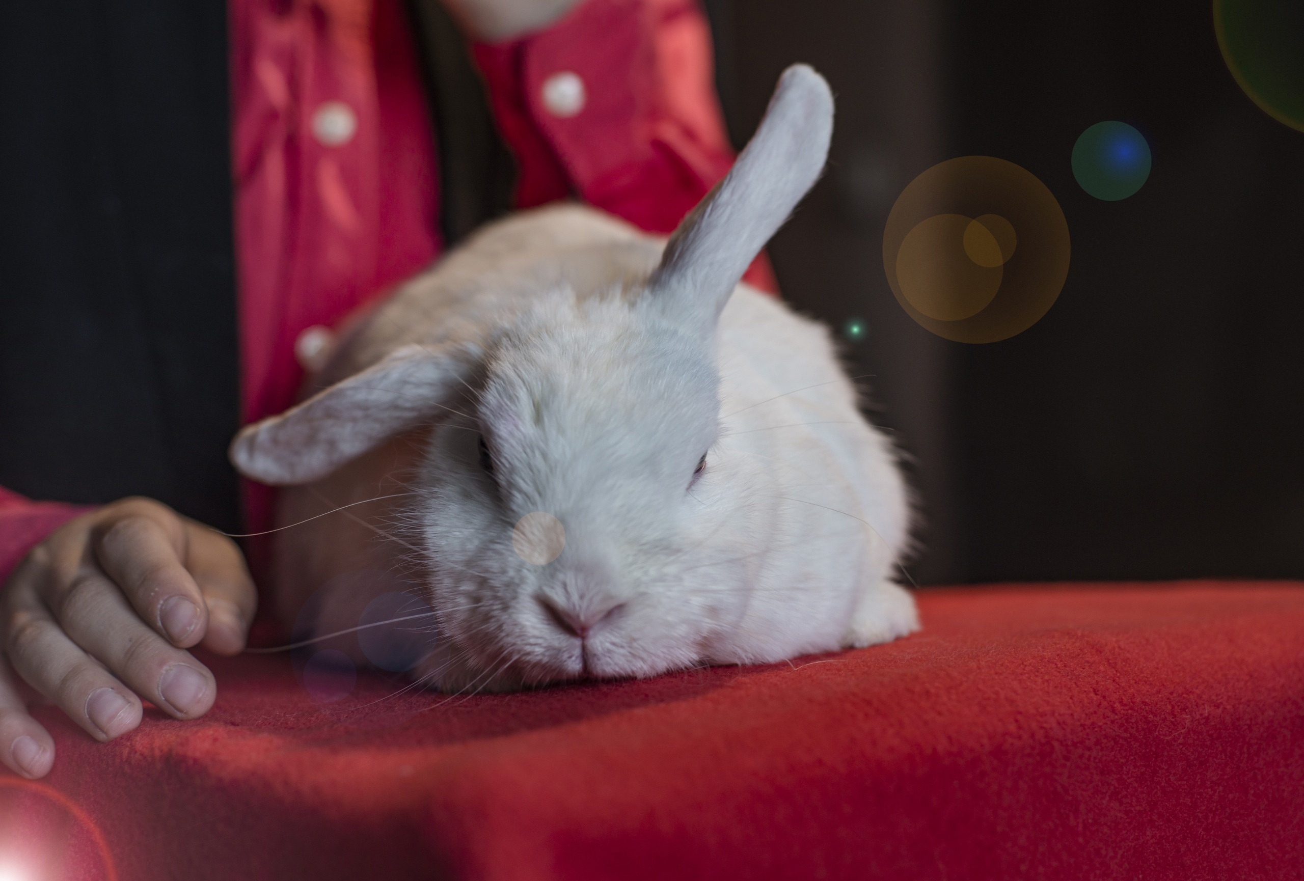 Фотопроект Цирк. ZDARONOKIA Репортажный фотограф