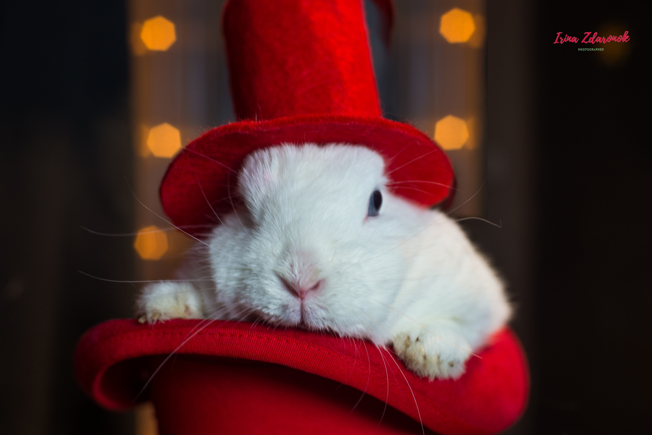 Фотопроект Цирк. ZDARONOKIA Репортажный фотограф