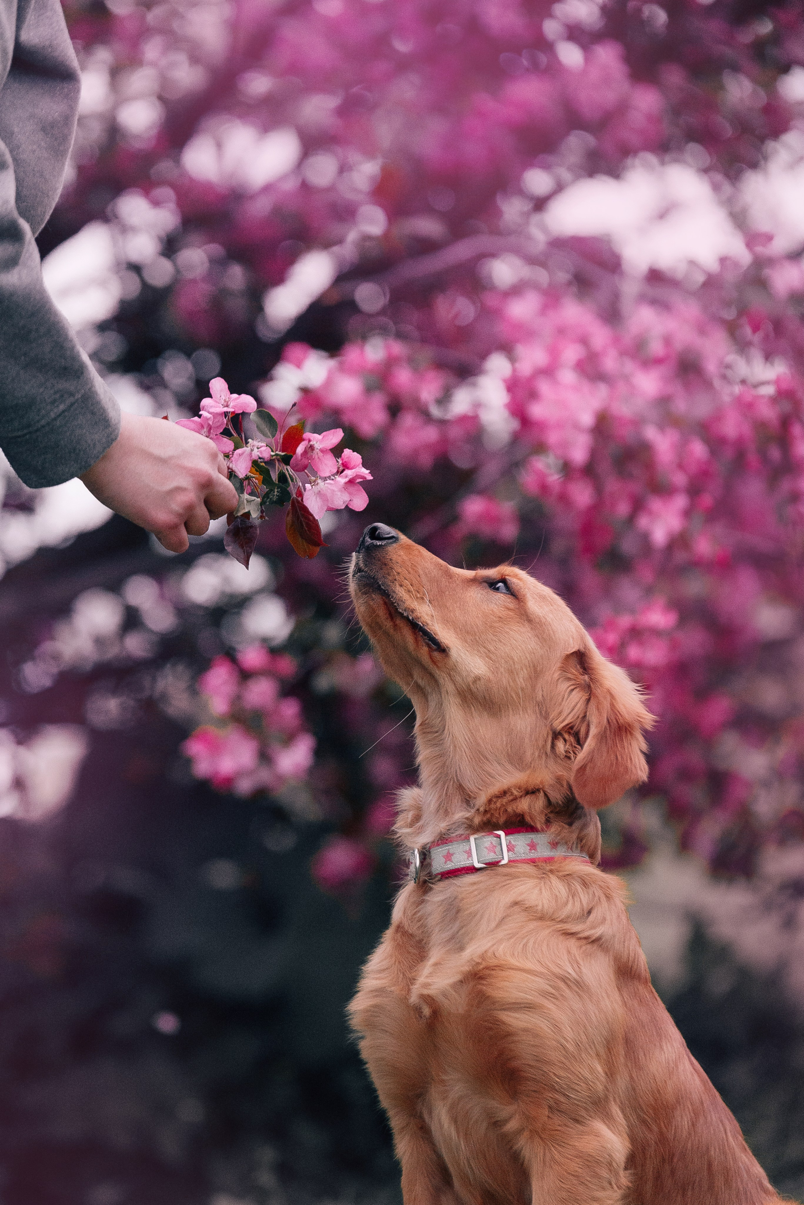 Питомец в кадре. Фотограф-анималист Анастасия Парфенова|Екатеринбург