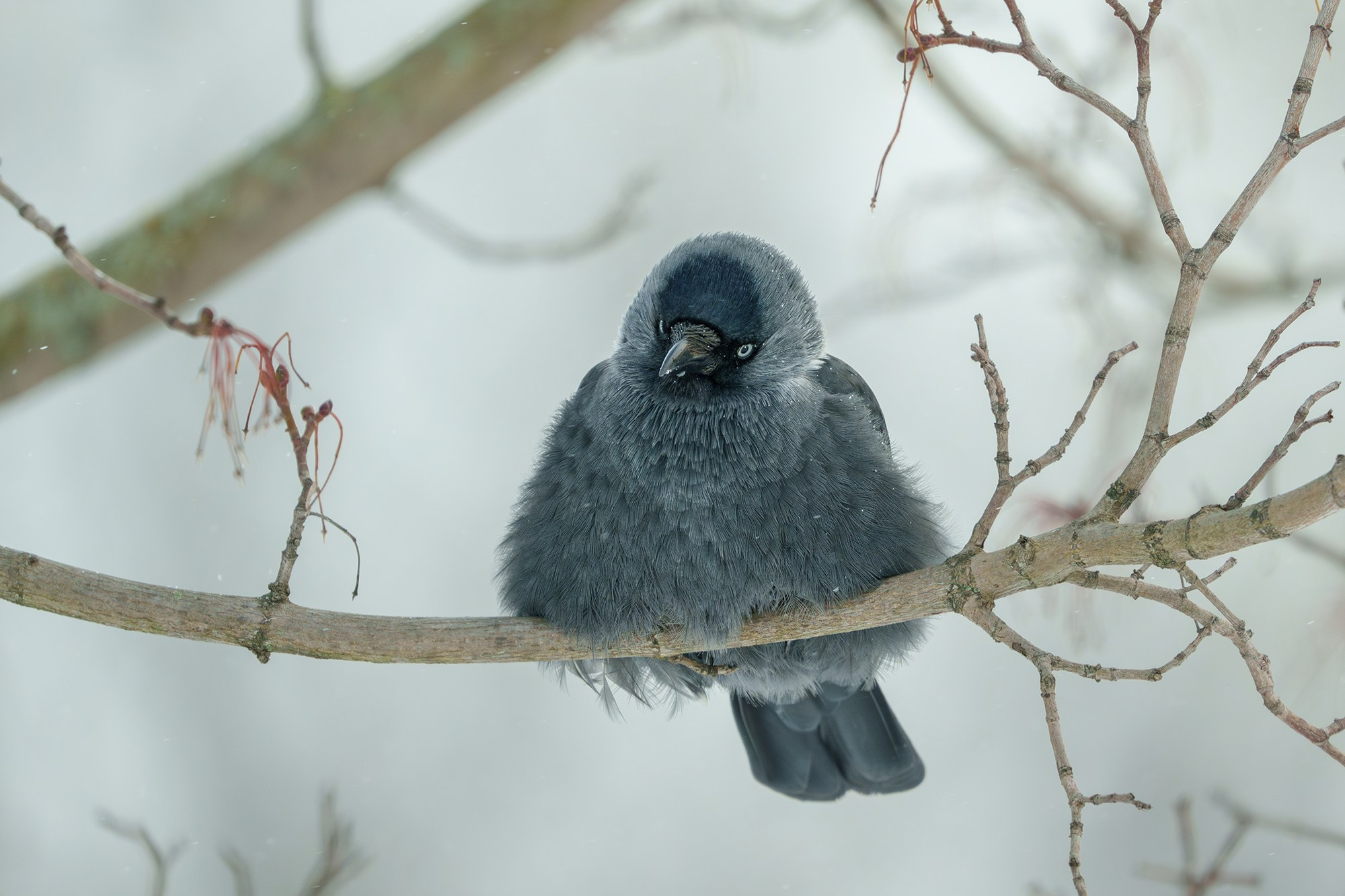 Удивительные мир птиц. Вокруг нас столько прекрасного — присмотритесь!. Ваш личный фотограф Марина Волкова