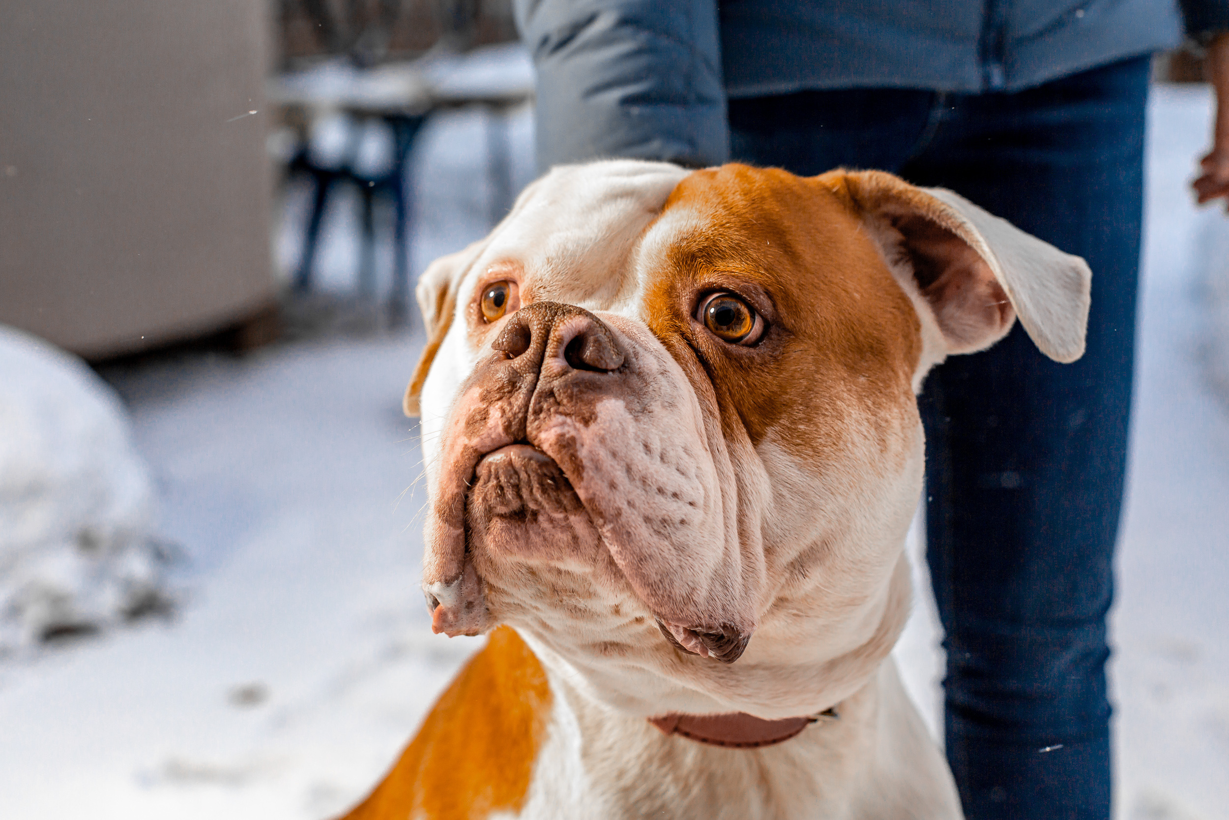 Фотосессия для питомника американских бульдогов