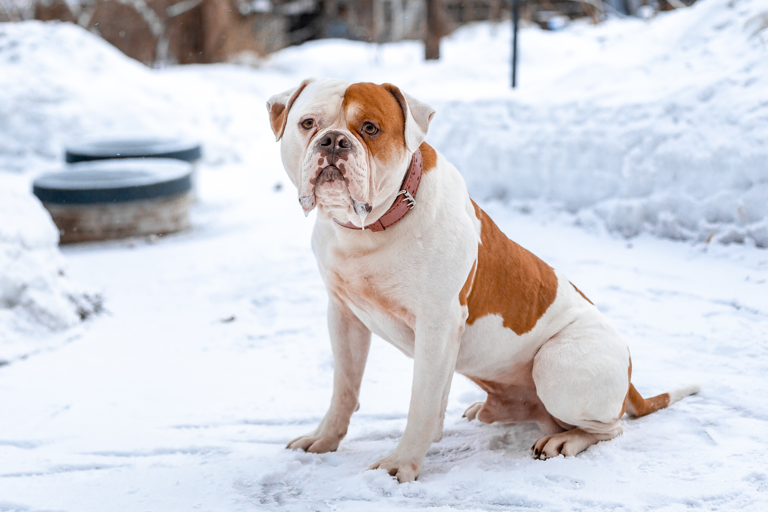 Фотосессия для питомника американских бульдогов