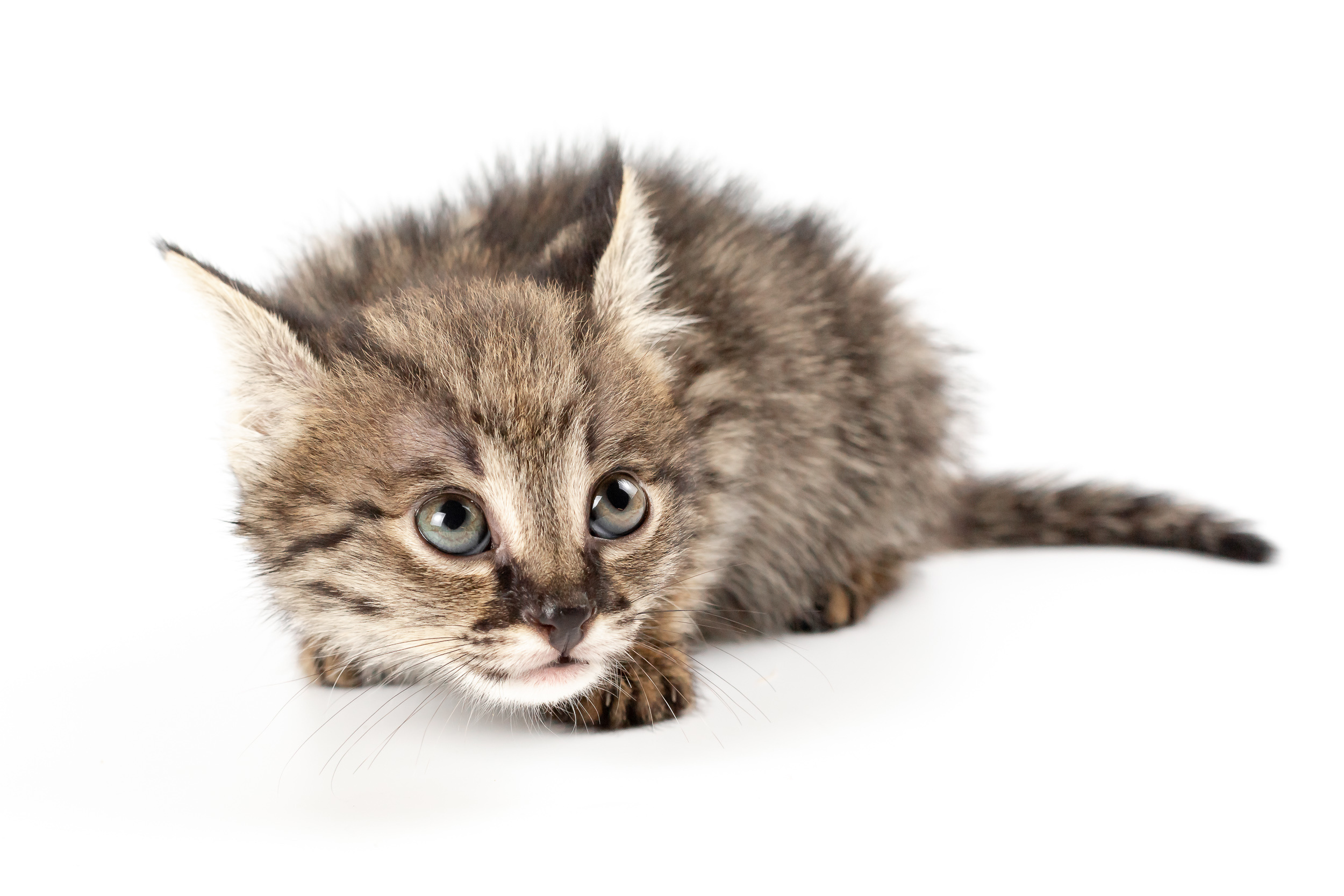 Фотосессия для питомника бенгальских кошек