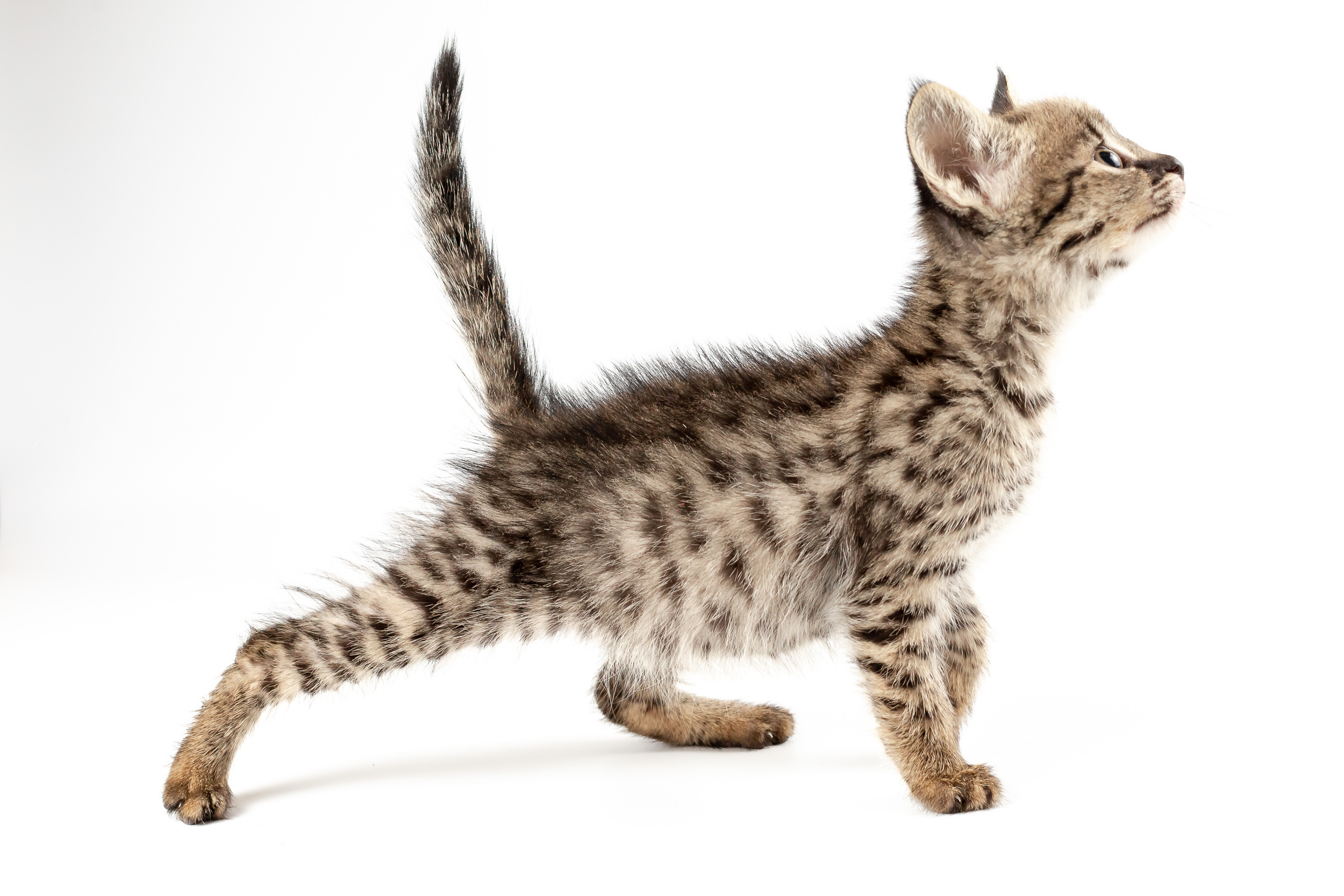 Фотосессия для питомника бенгальских кошек