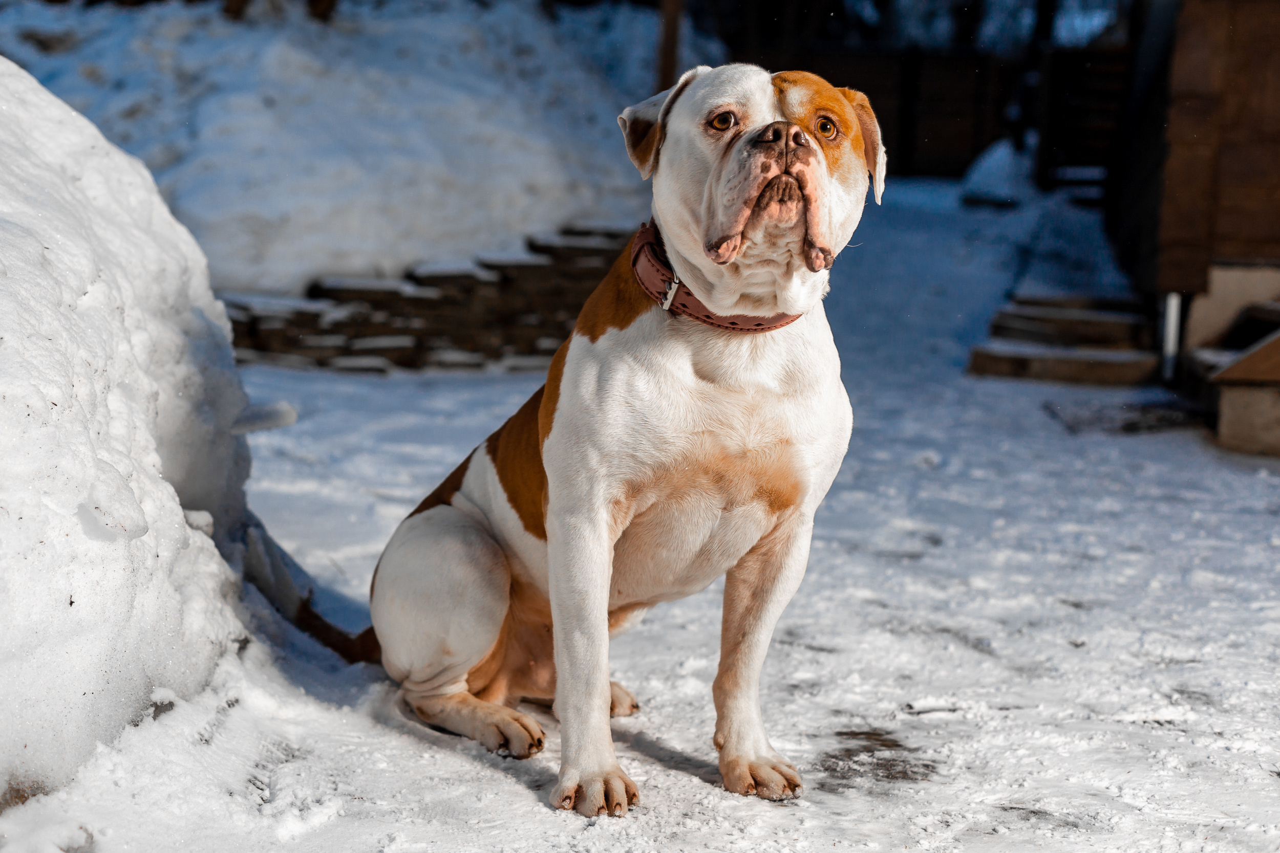Фотосессия для питомника американских бульдогов