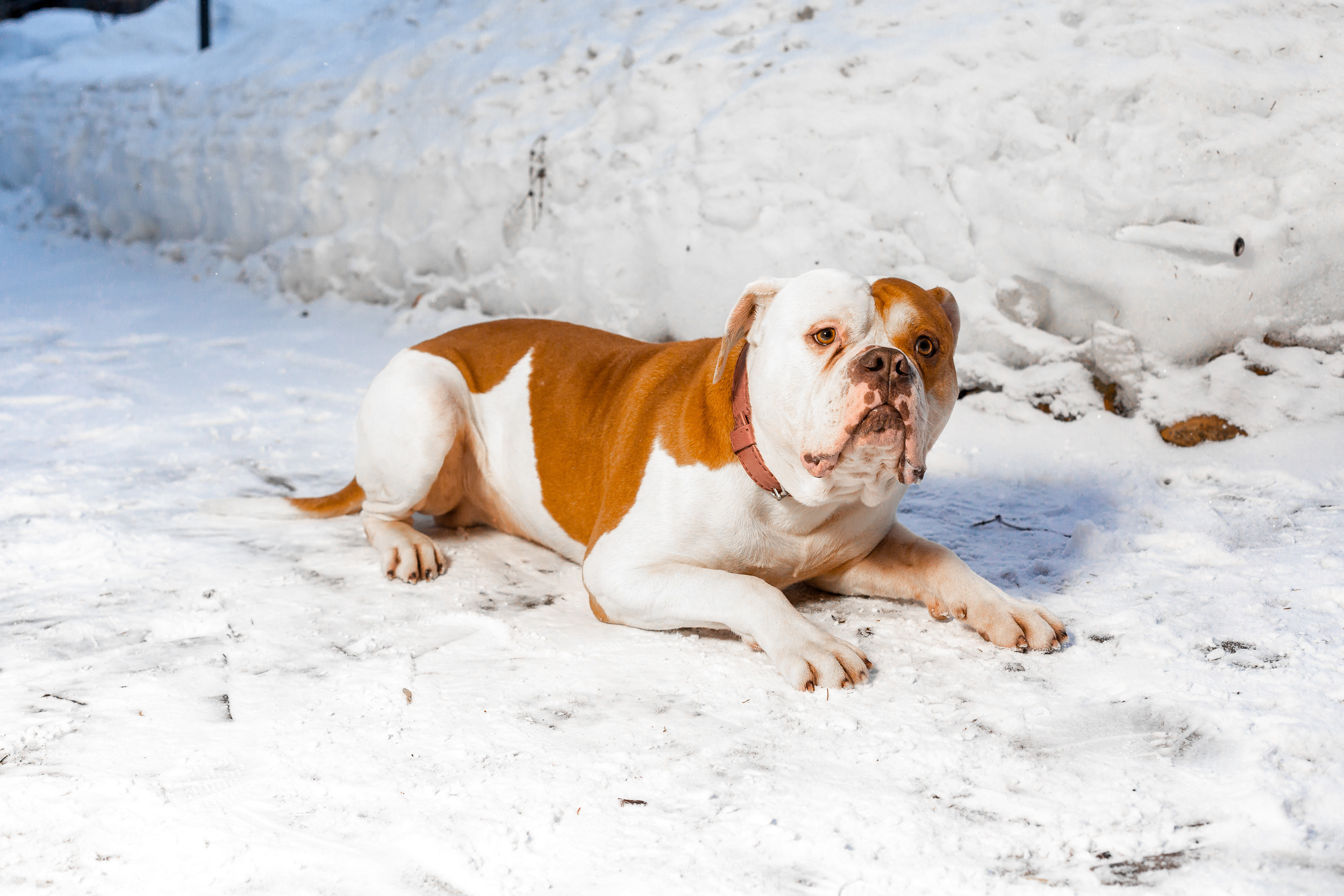 Фотосессия для питомника американских бульдогов