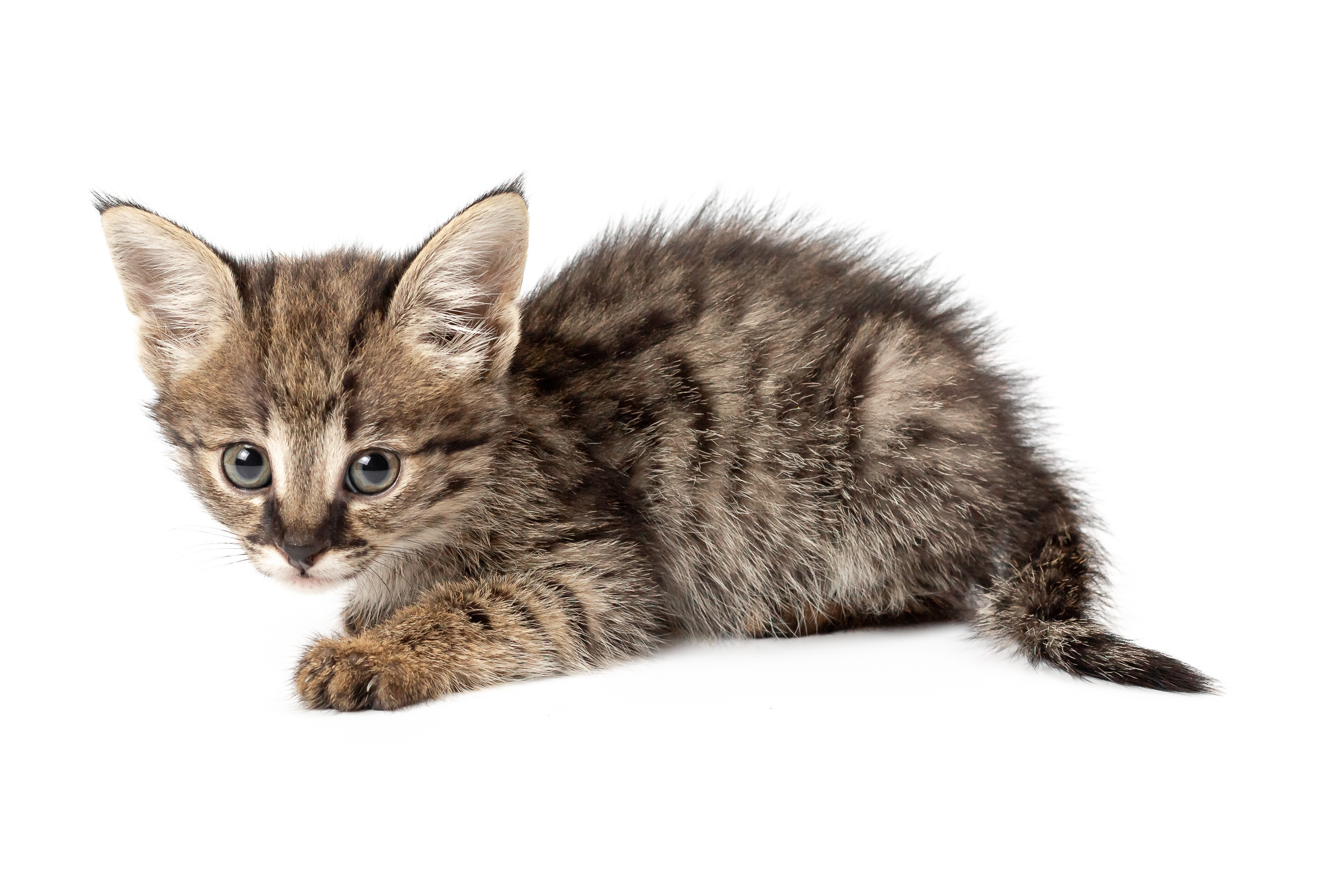 Фотосессия для питомника бенгальских кошек