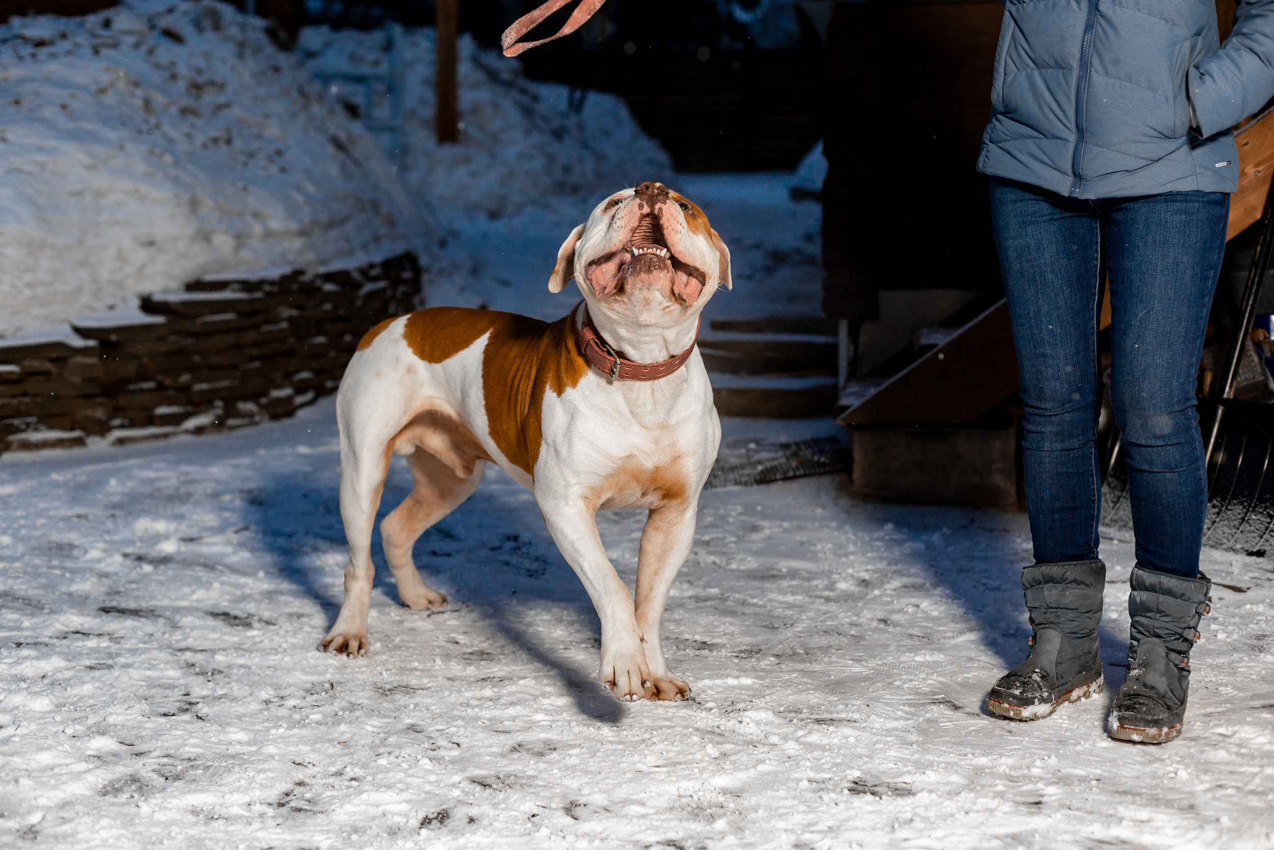 Фотосессия для питомника американских бульдогов