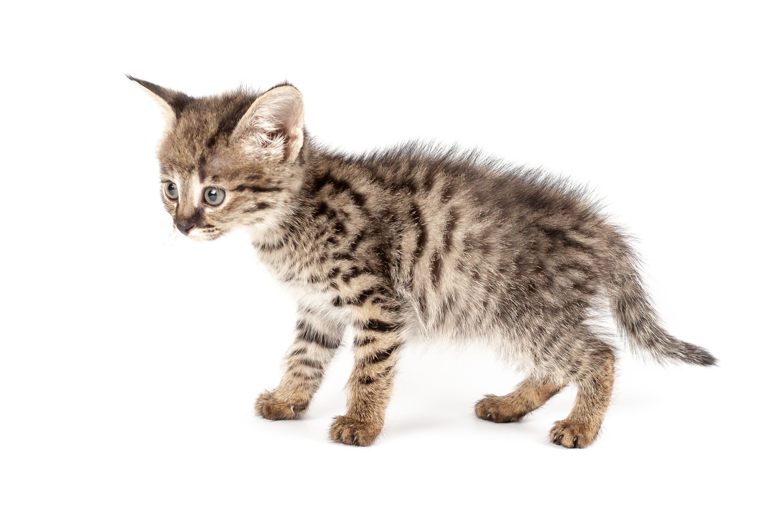 Фотосессия для питомника бенгальских кошек