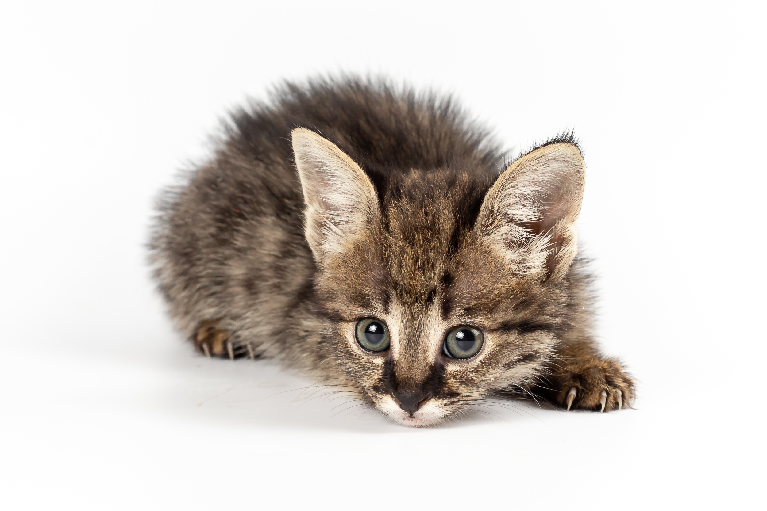 Фотосессия для питомника бенгальских кошек