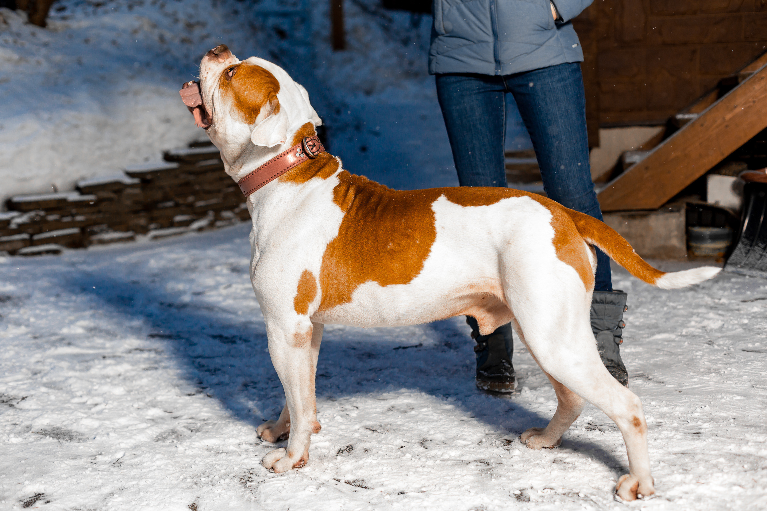 Фотосессия для питомника американских бульдогов