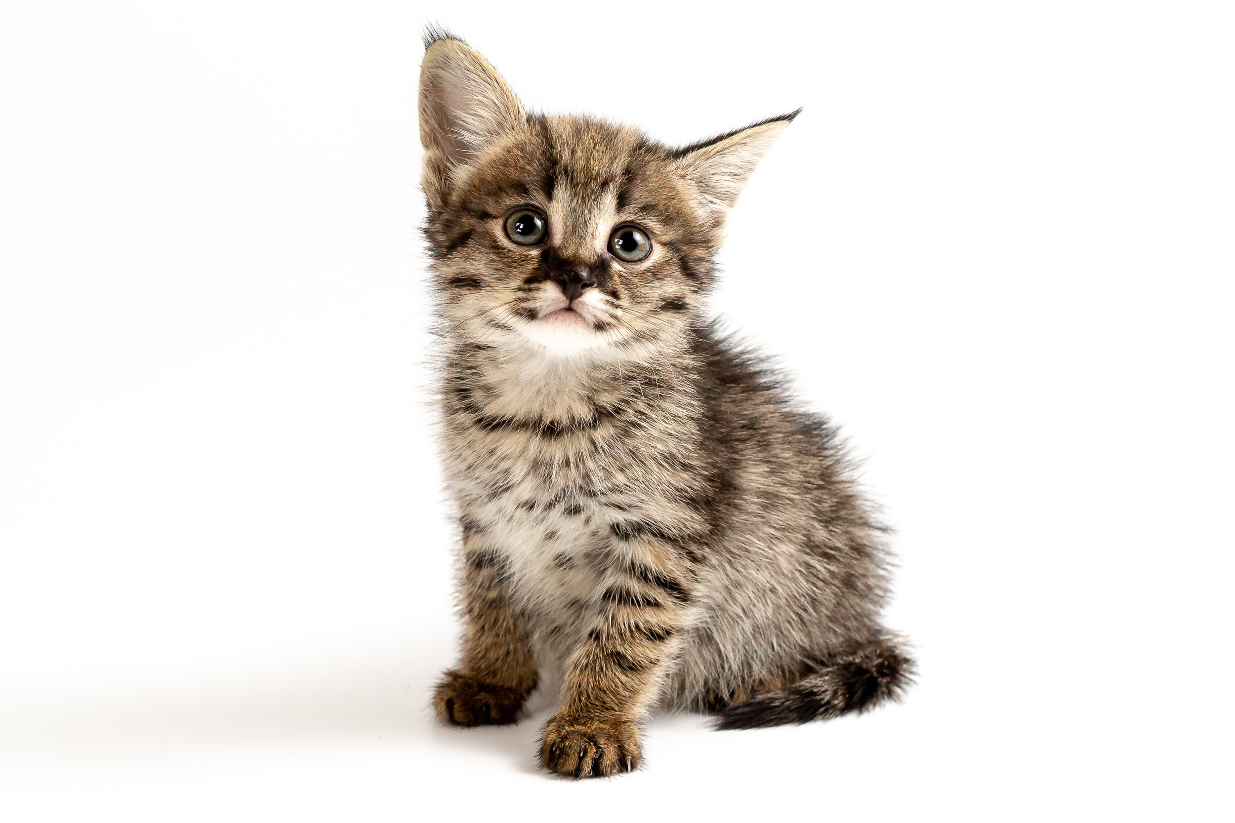 Фотосессия для питомника бенгальских кошек