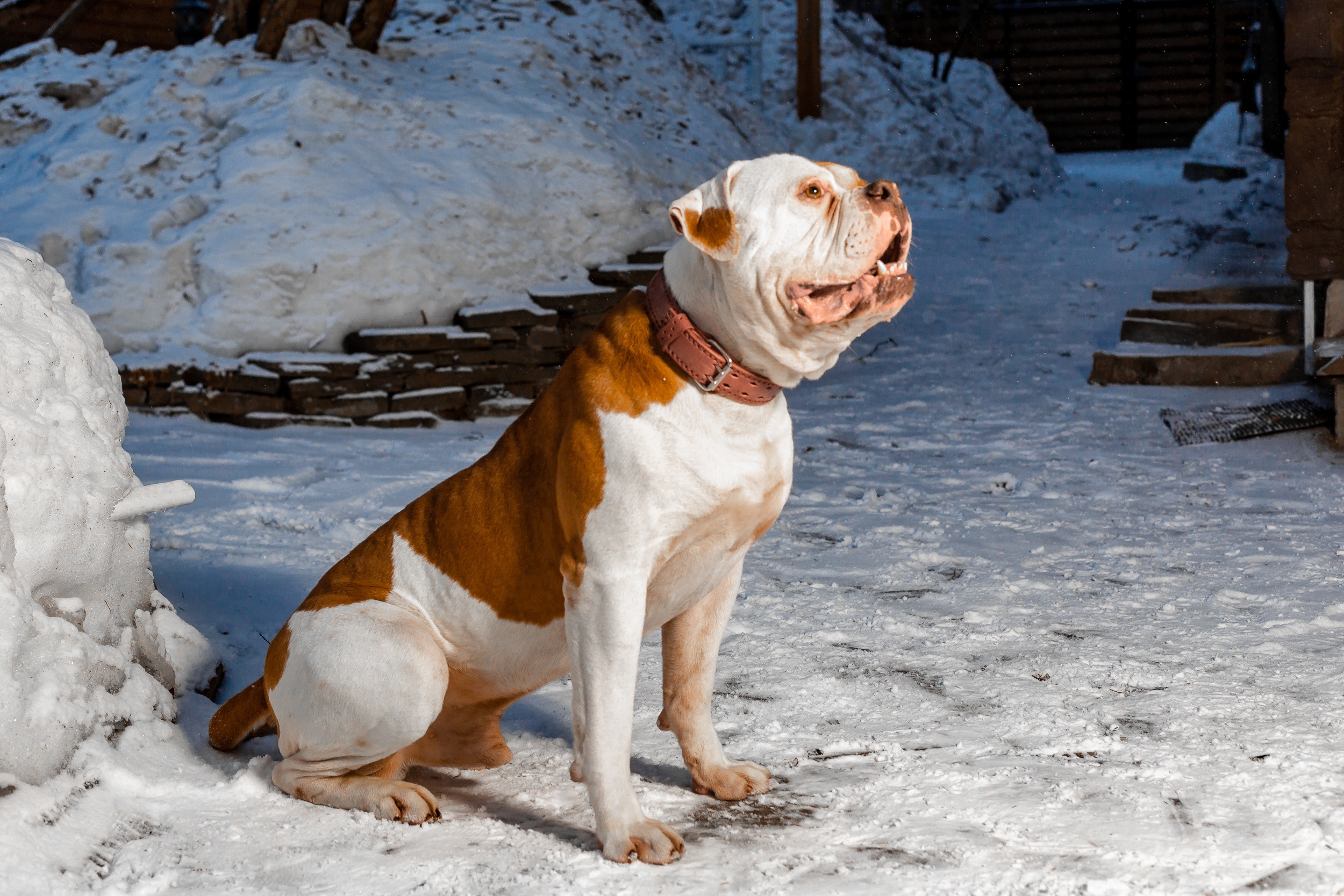 Фотосессия для питомника американских бульдогов