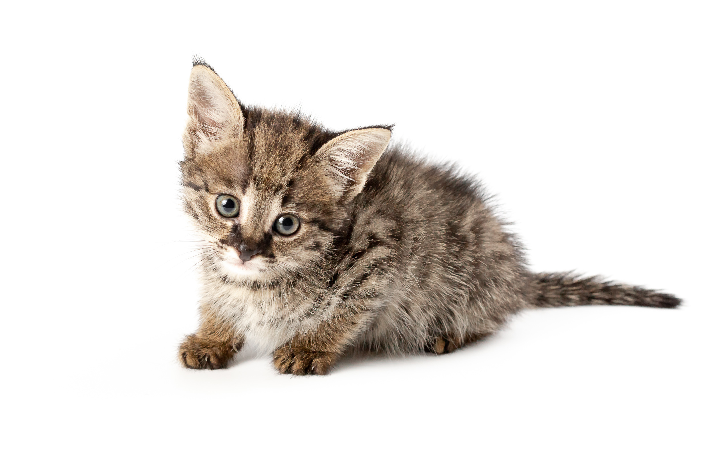 Фотосессия для питомника бенгальских кошек