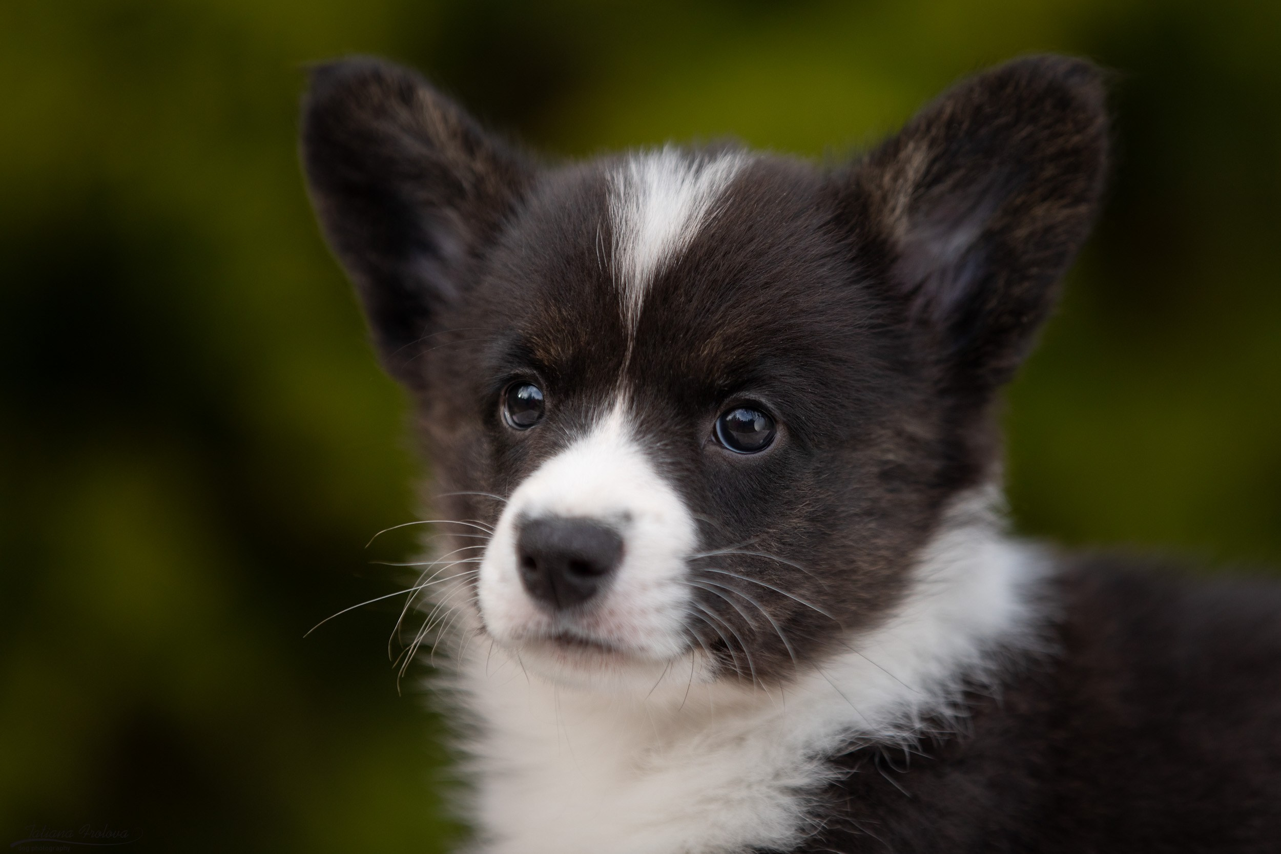 Съемка помета щенков для продажи на улице. Фотограф-анималист в Москве и Московской области Татьяна Фролова