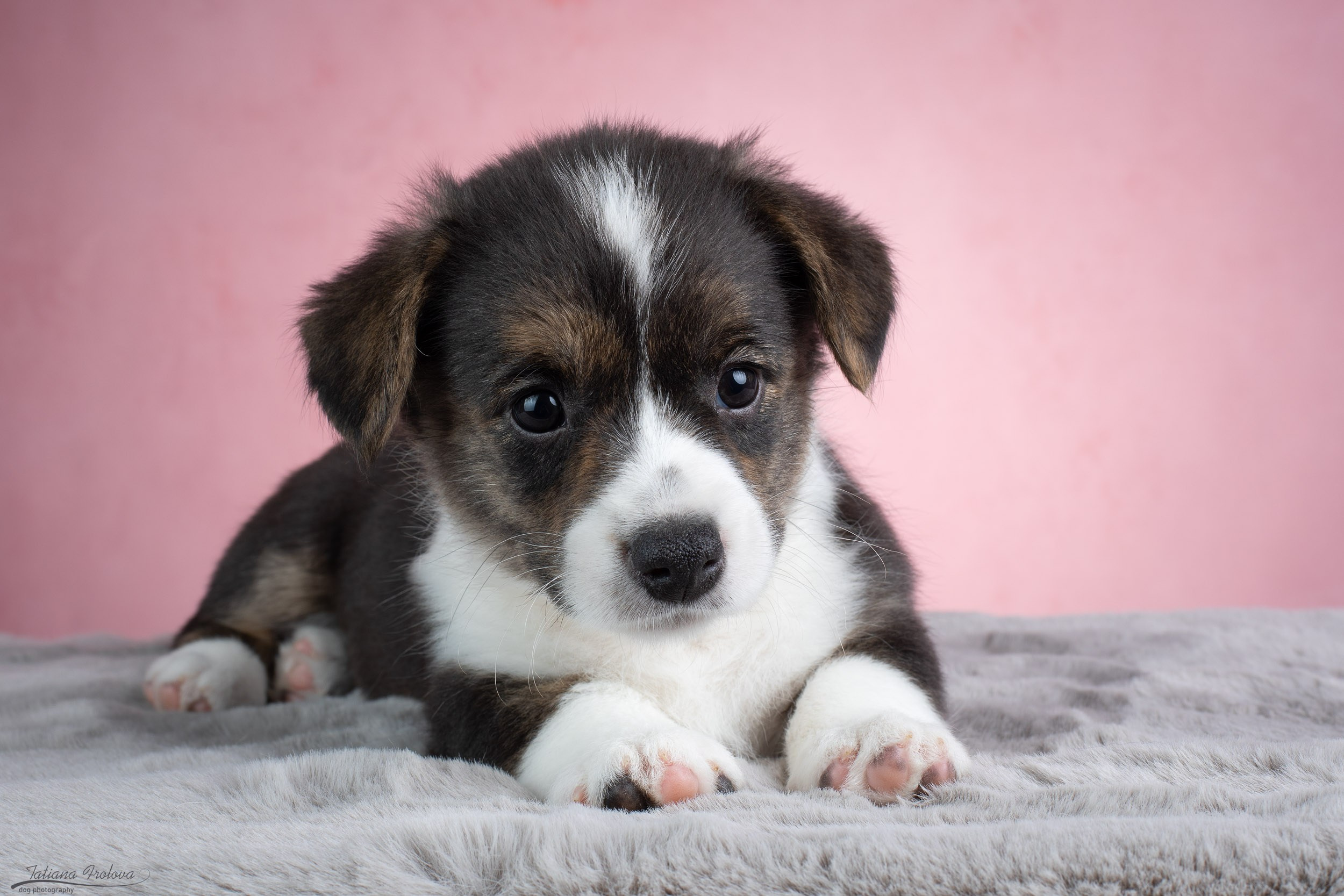 Съемка щенков на розовом фоне. Фотограф-анималист в Москве и Московской области Татьяна Фролова