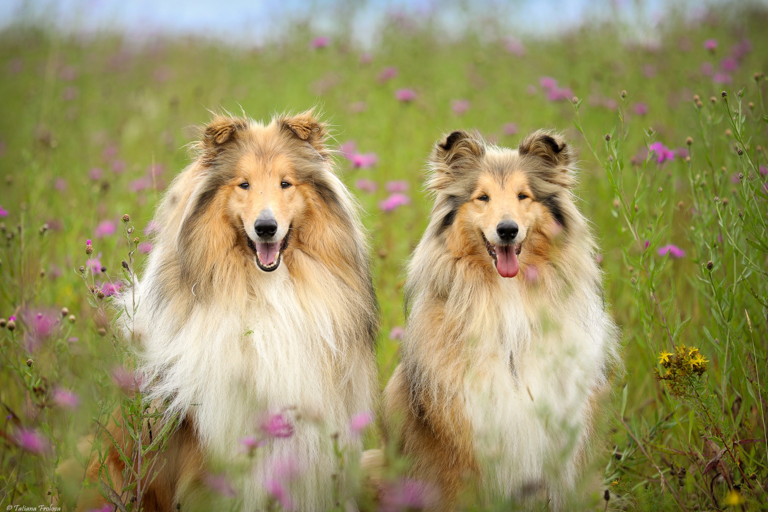 Фотопрогулка для нескольких собак загородом. Фотограф-анималист в Москве и Московской области Татьяна Фролова