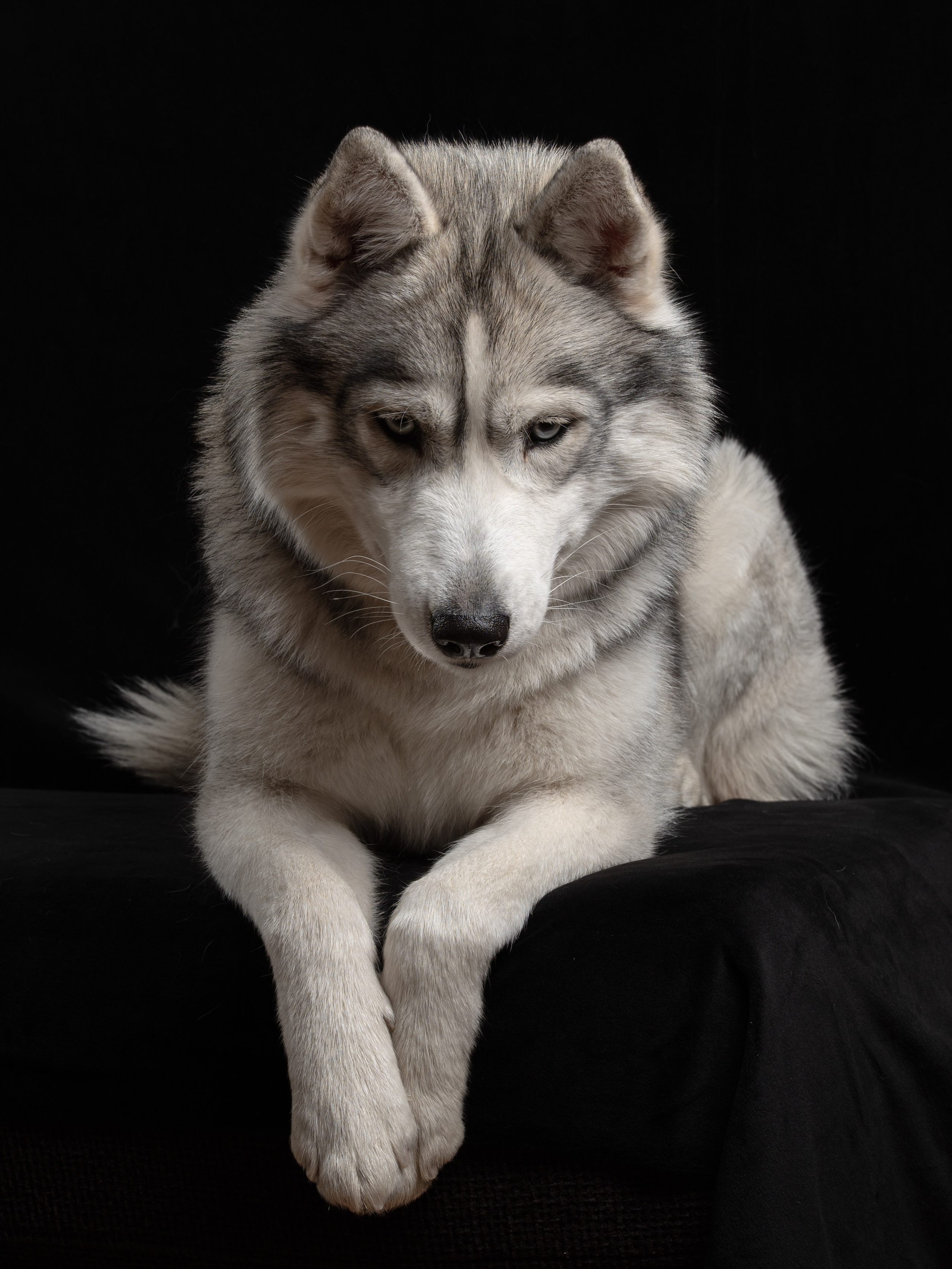 Белка | хаски. Alexandrovna photography