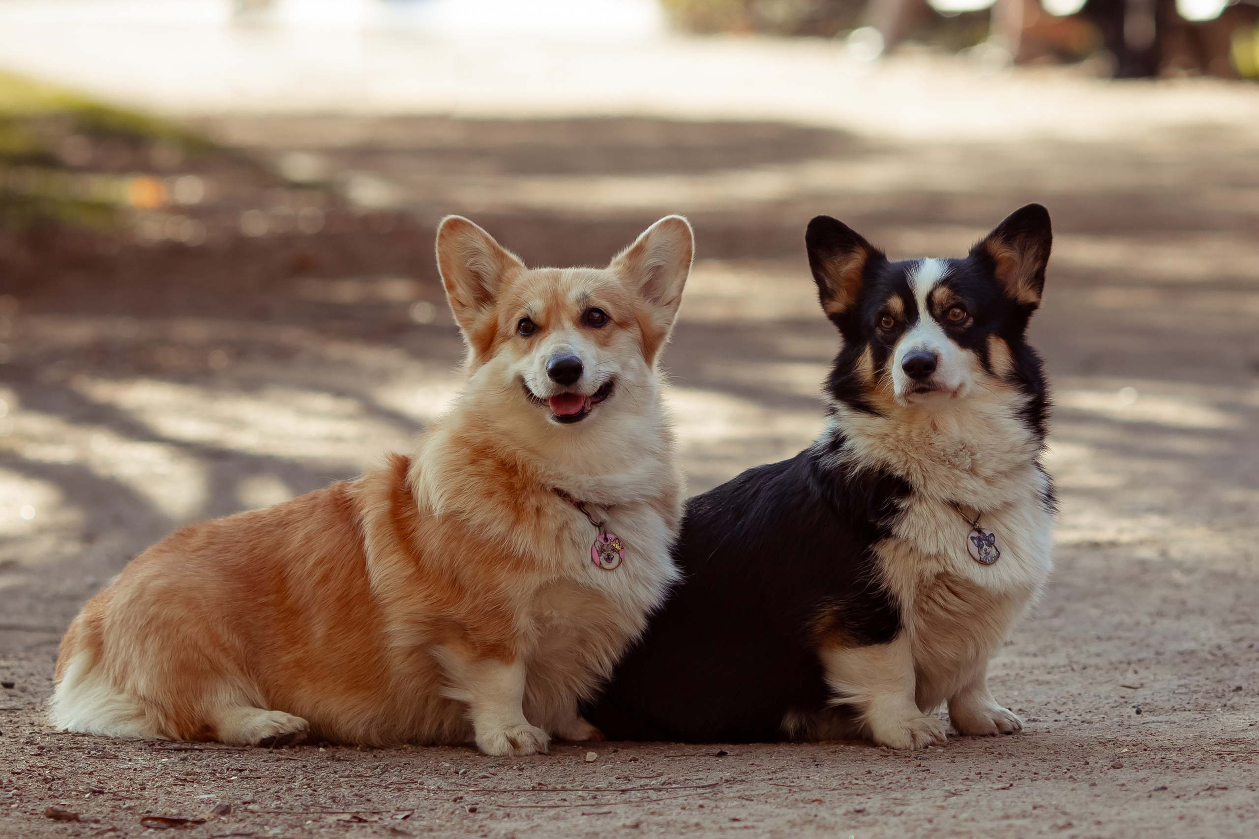 Эва с корги. Семейный и детский фотограф в Москве Дорогова Екатерина