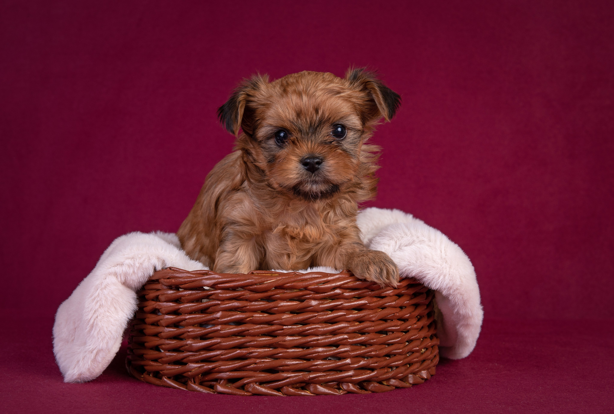 Щенки в домашней студии. Фотограф анималист в Казани Алина Сулейманова. Фотограф животных