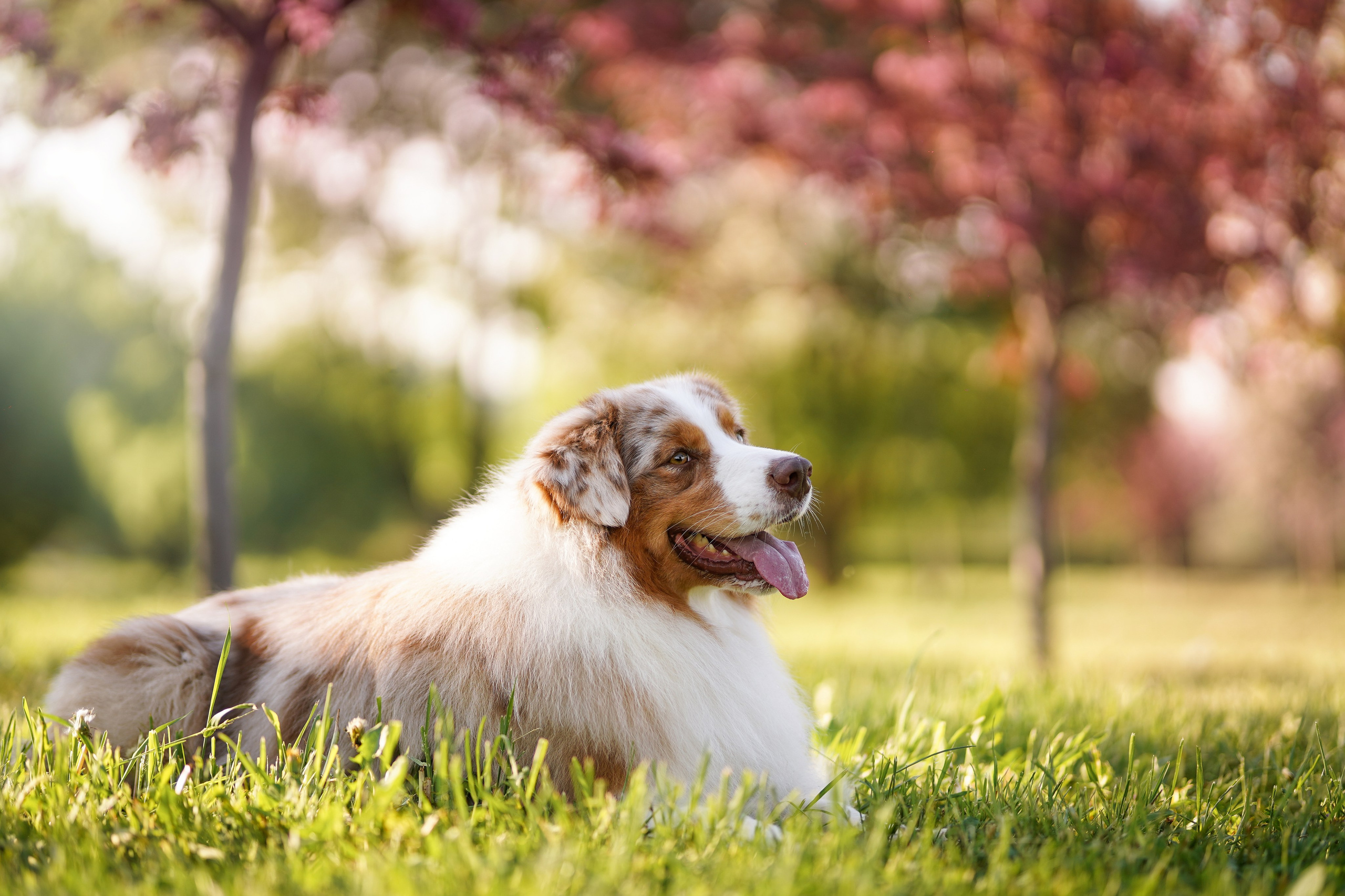Аусси в Яблоневом саду. Фотограф-анималист в Санкт-Петербурге Яна Мартынова
