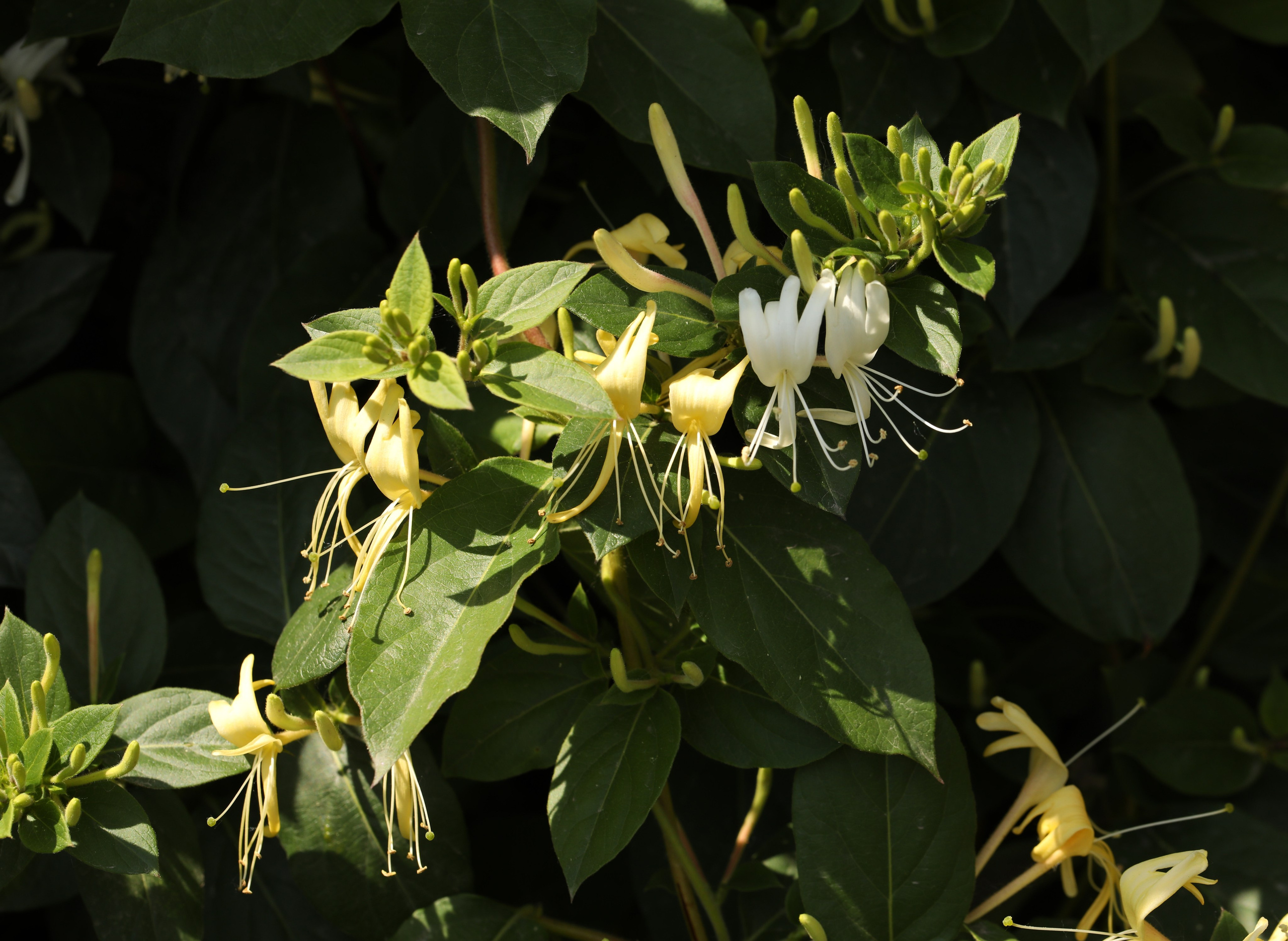 Цветы моего города. Фото-художник и Репортажный фотограф Николаев Александр Алексеевич