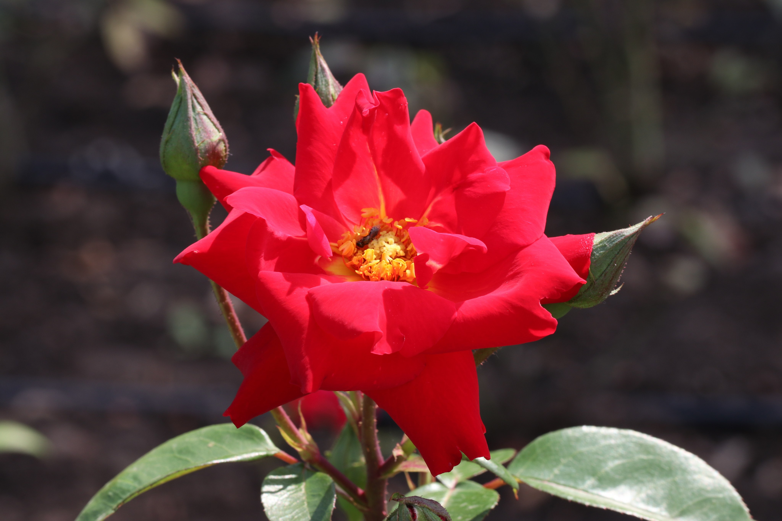 Долина роз в Кисловодске. Фото-художник и Репортажный фотограф Николаев Александр Алексеевич