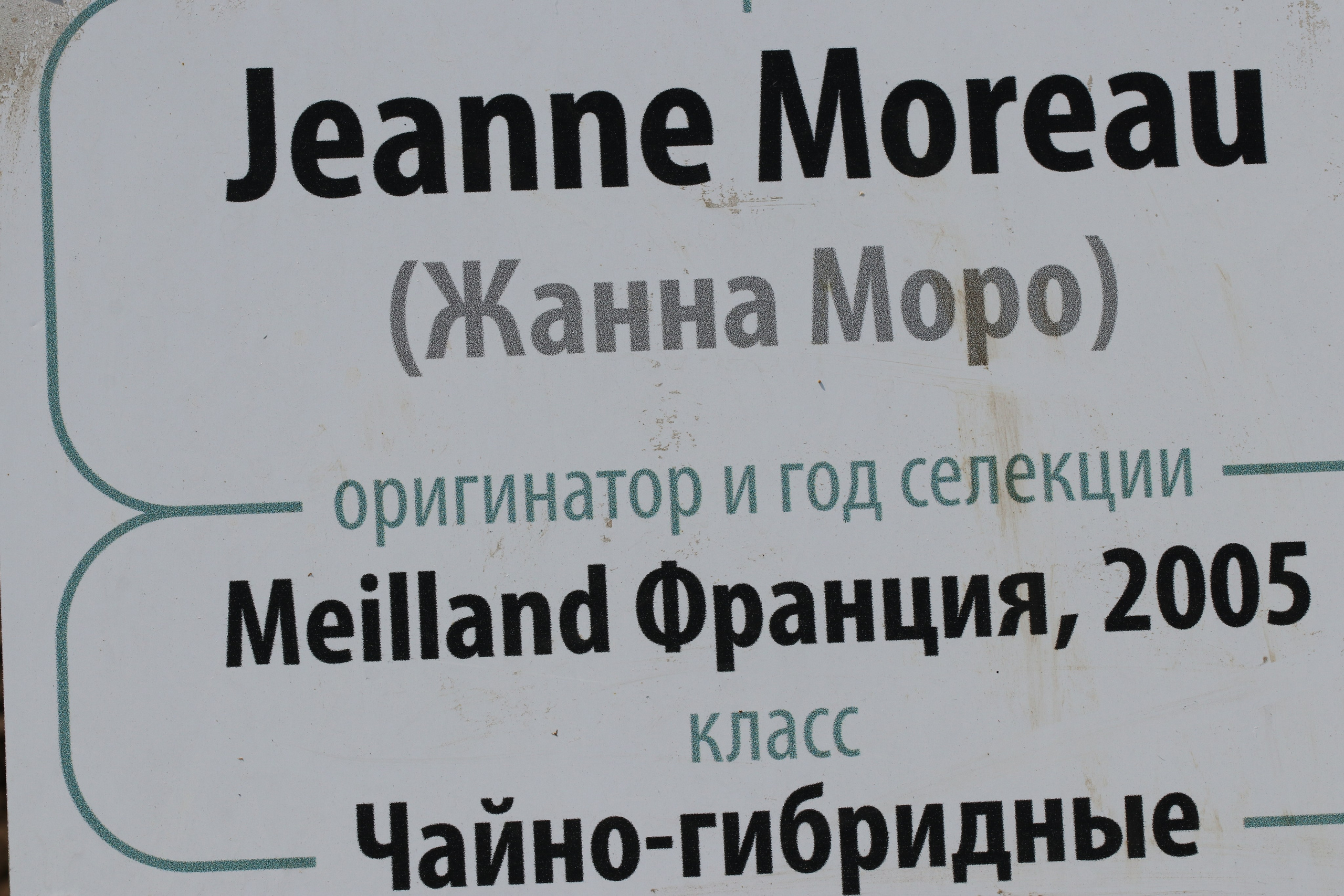 Долина роз в Кисловодске. Фото-художник и Репортажный фотограф Николаев Александр Алексеевич