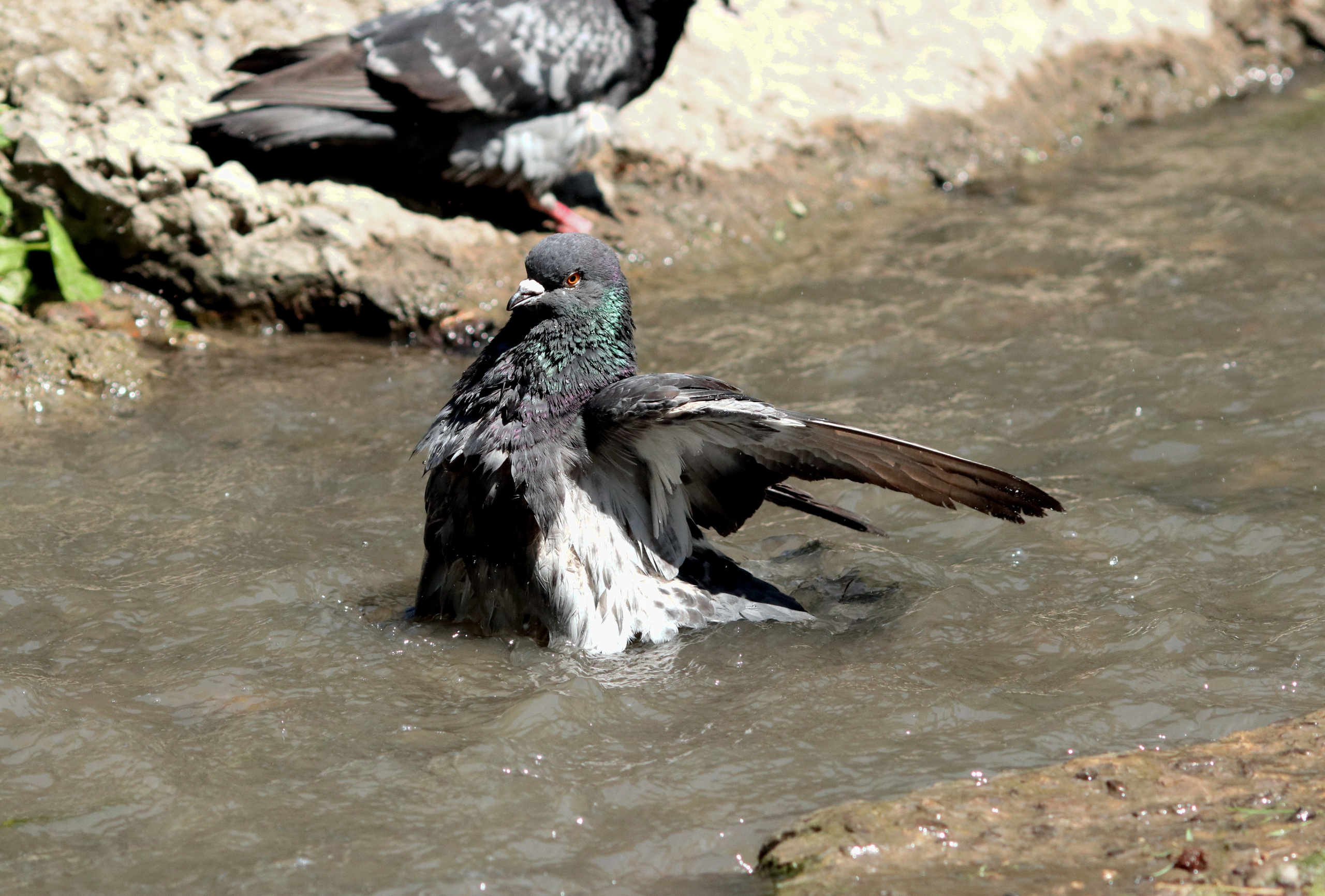 Птицы и животные южного региона. Фото-художник и Репортажный фотограф Николаев Александр Алексеевич