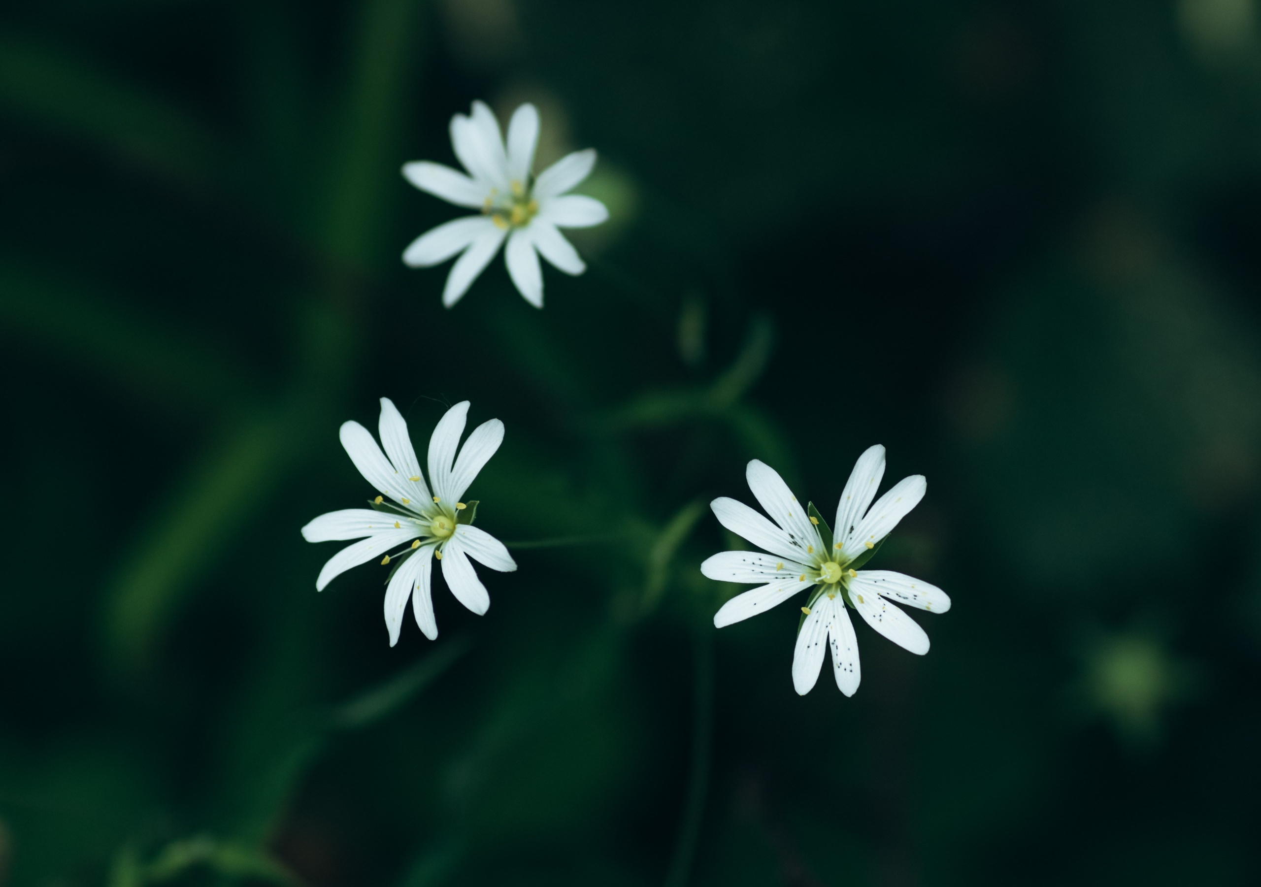 Природные пейзажи. Наталия Клевинскас портретный фотограф в Костроме