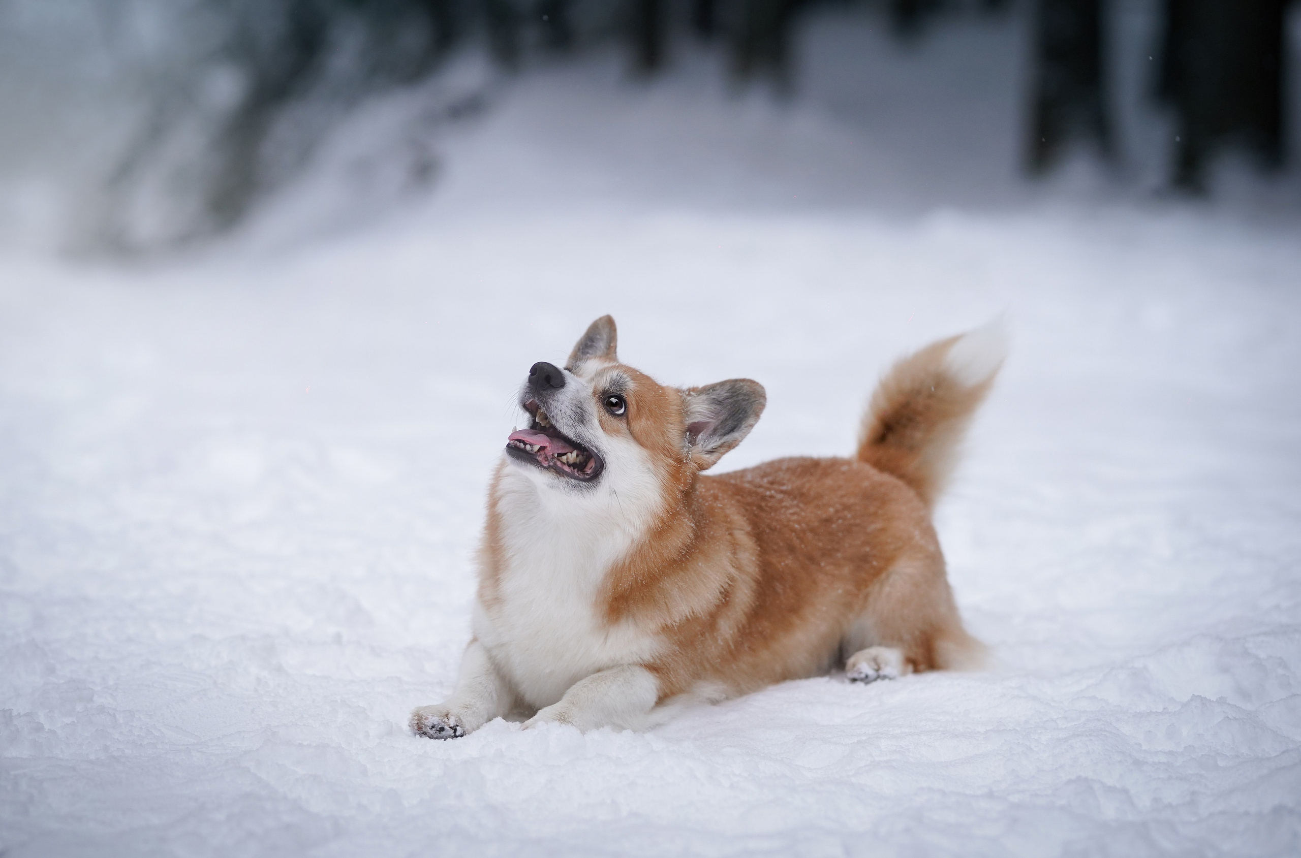 Катя Рокки и Честер. Фотограф-анималист в Санкт-Петербурге Яна Мартынова