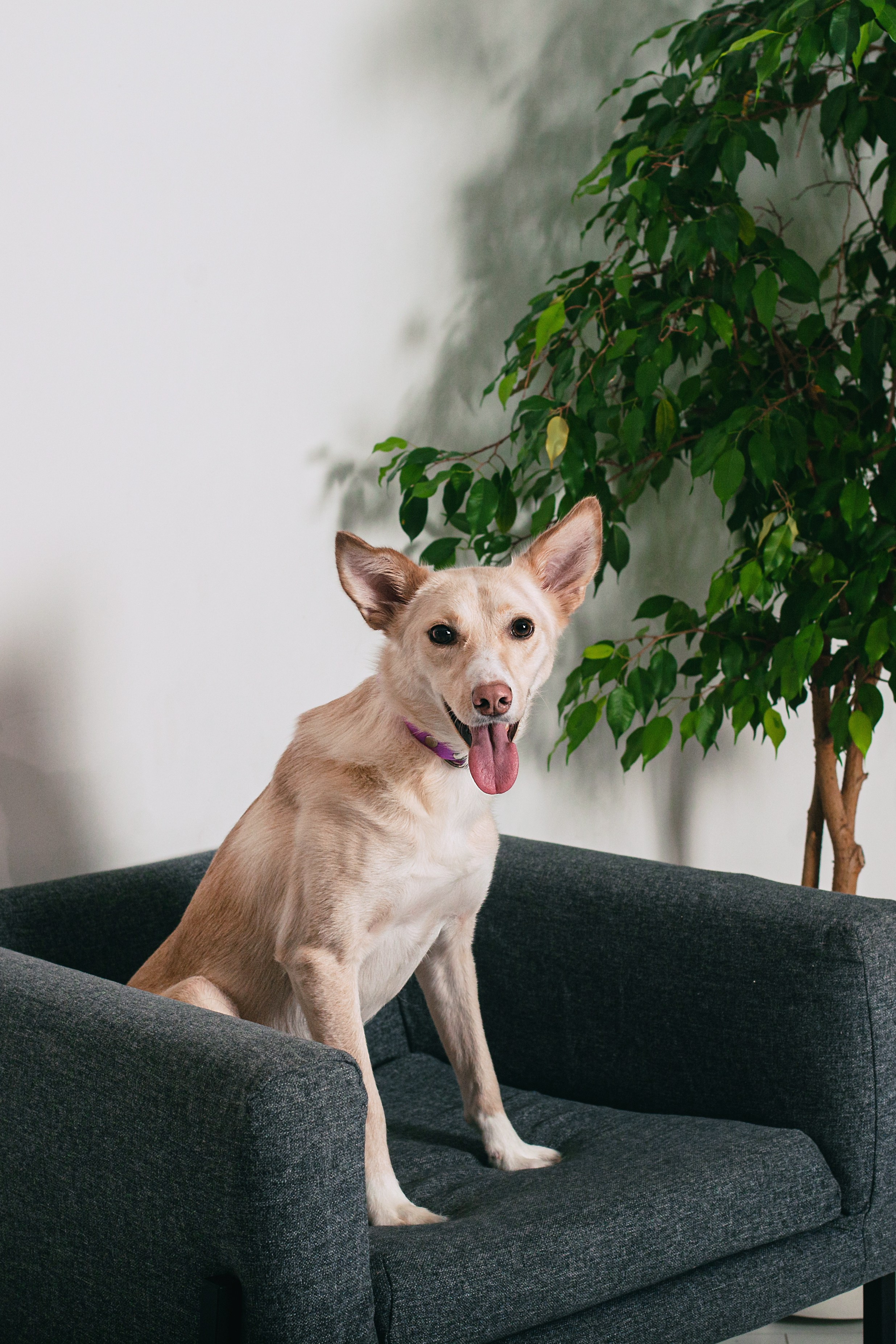 Студийная съемка 2 собак 2024. Фотограф-анималист Татьяна Степанова